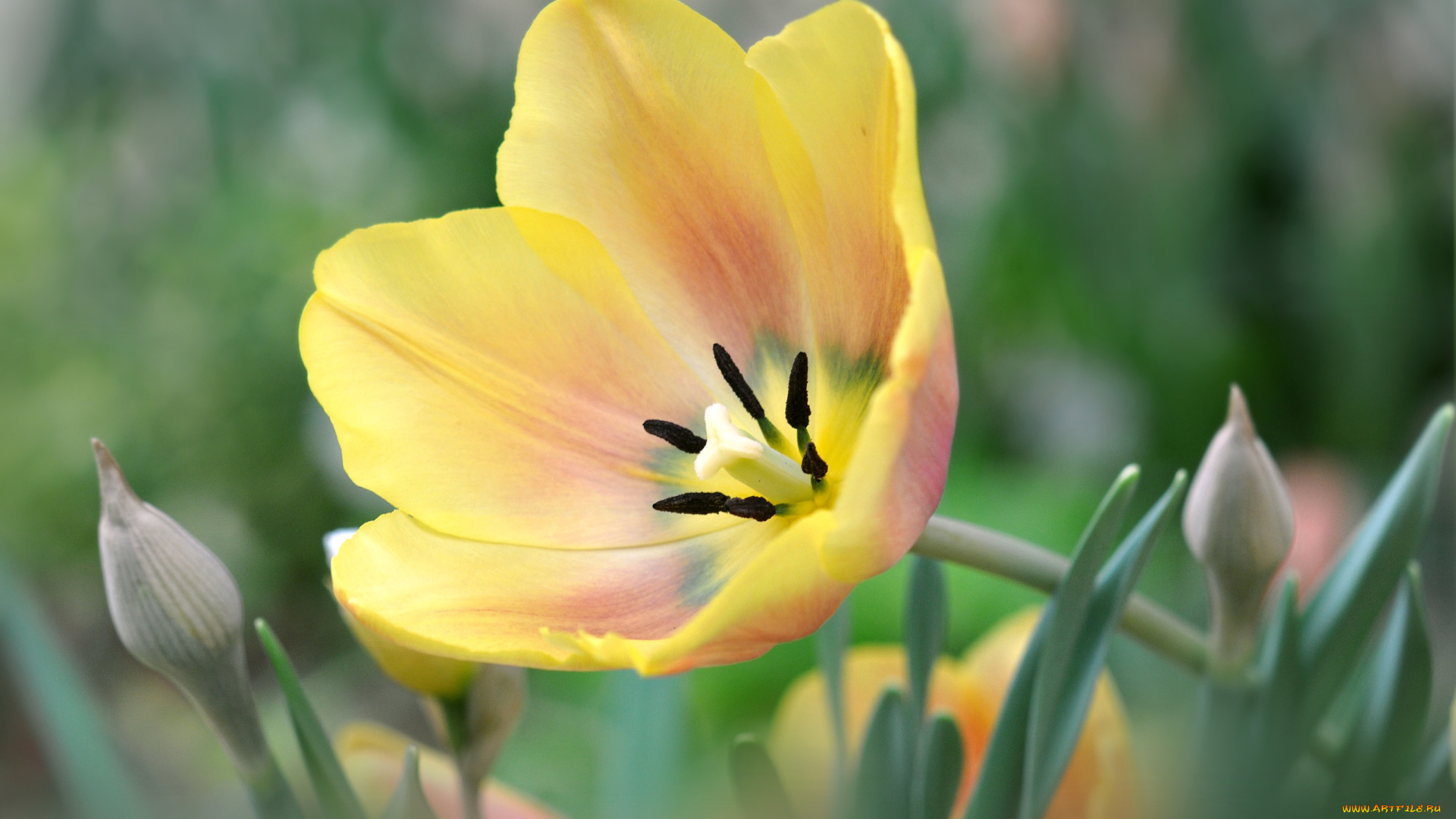 цветы, тюльпаны, желтый, макро
