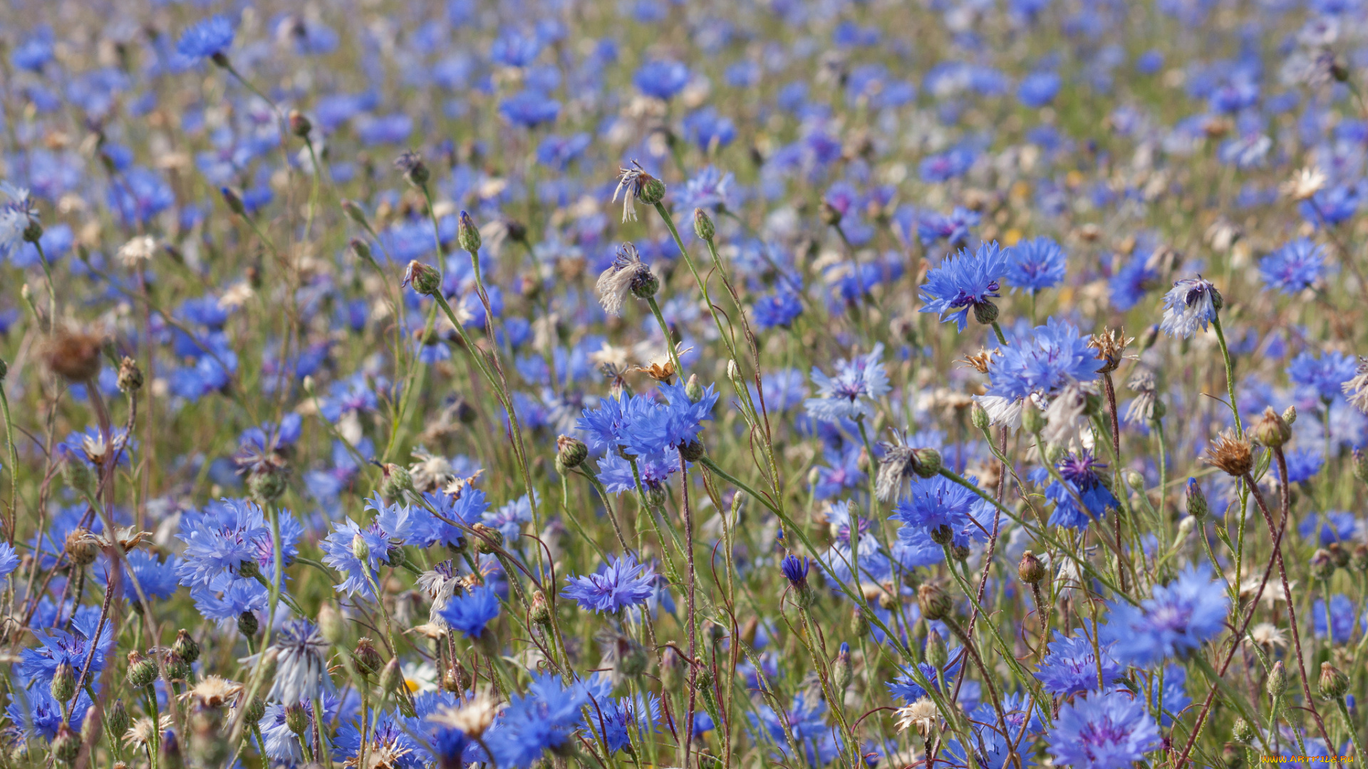 цветы, васильки, луг