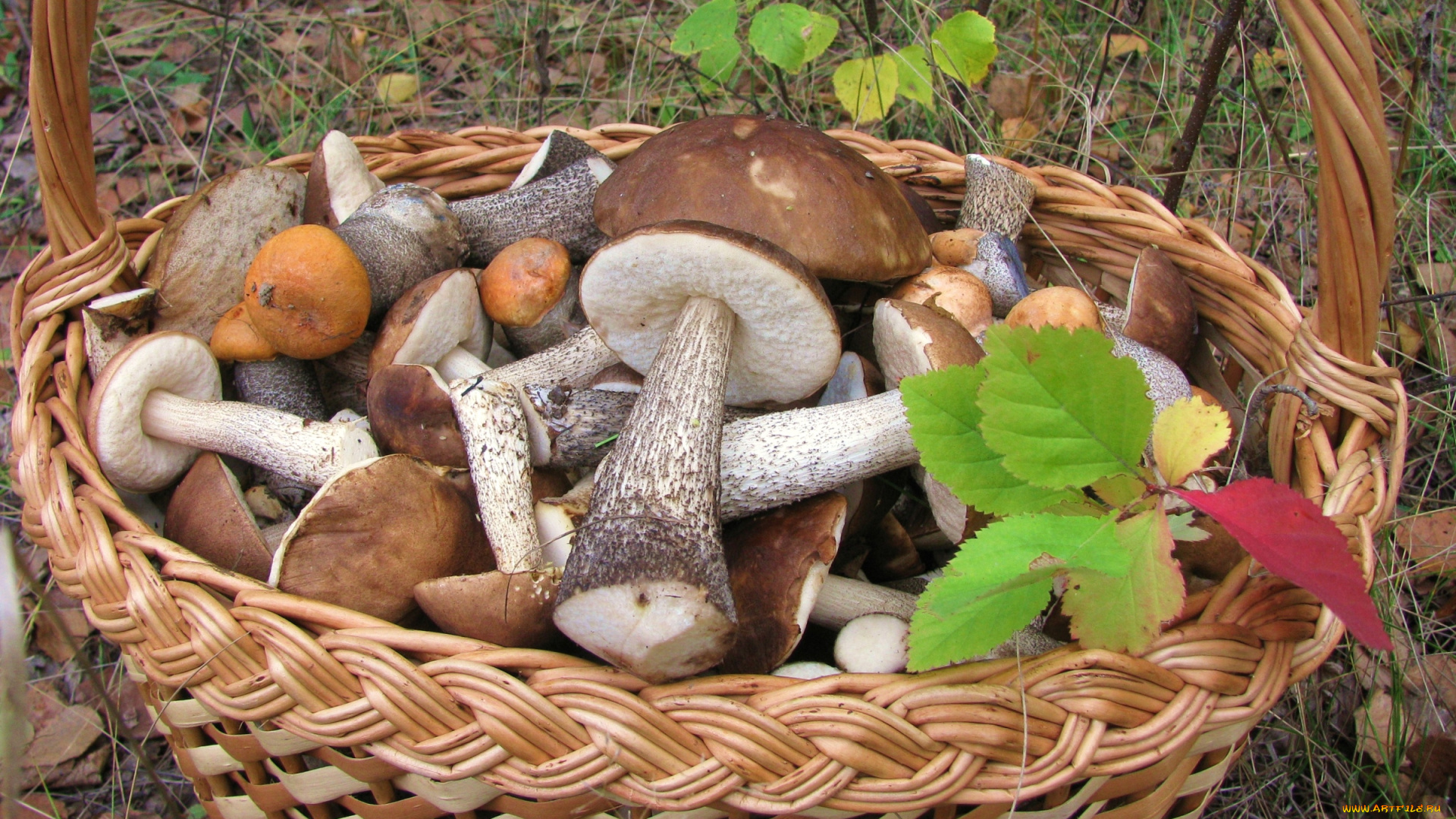 еда, грибы, грибные, блюда, корзина