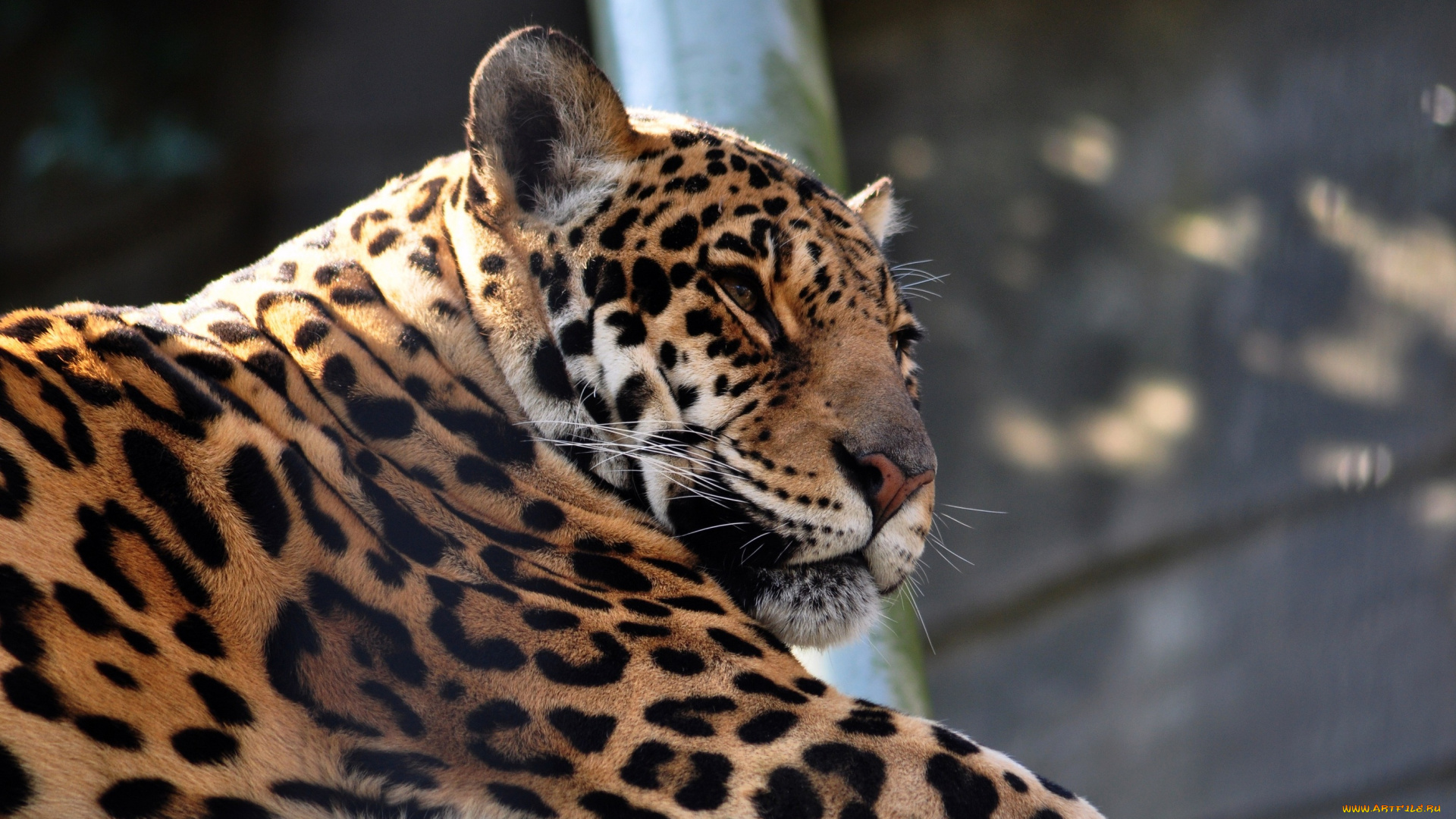 фотограф, tom, van, deuren, животные, Ягуары, ягуар