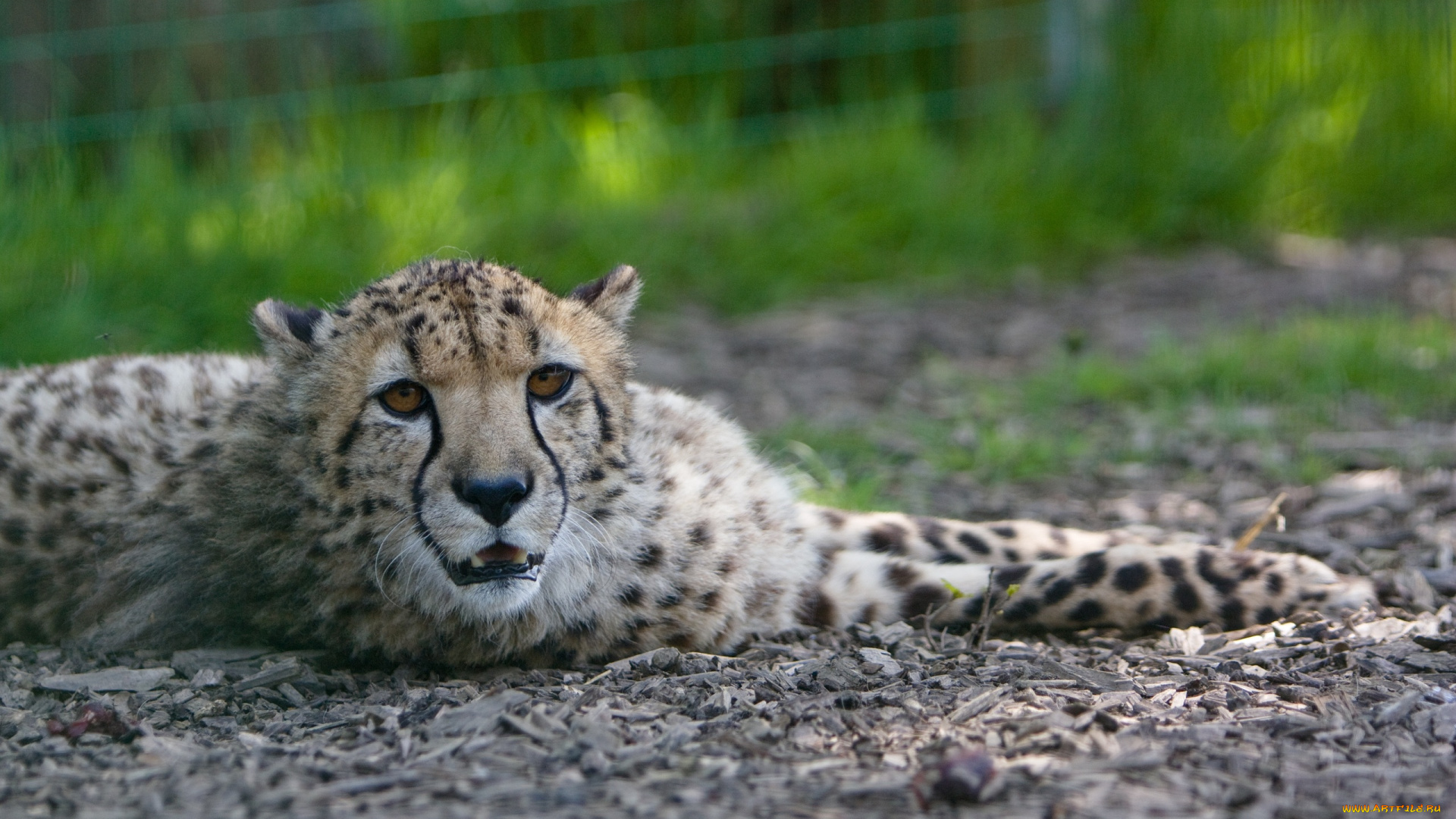 животные, гепарды, гепард
