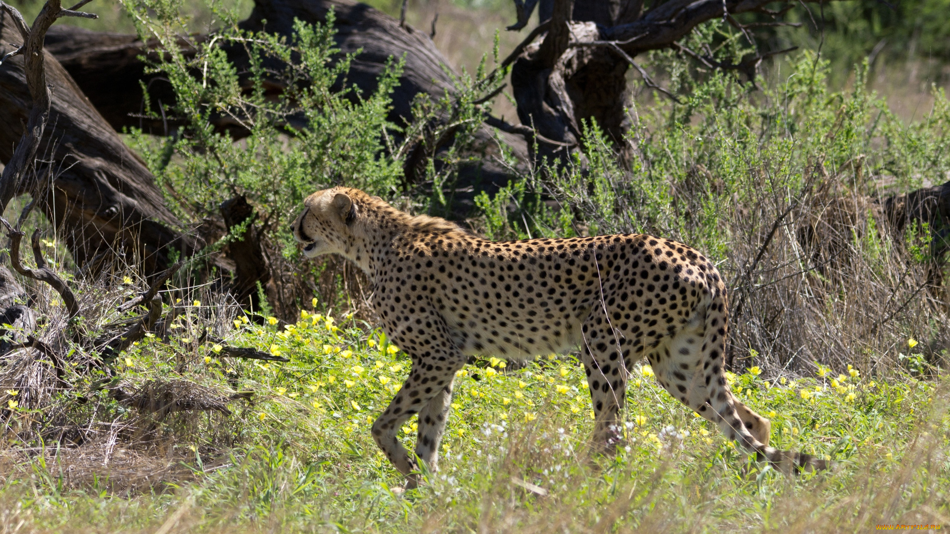 животные, гепарды, гепард