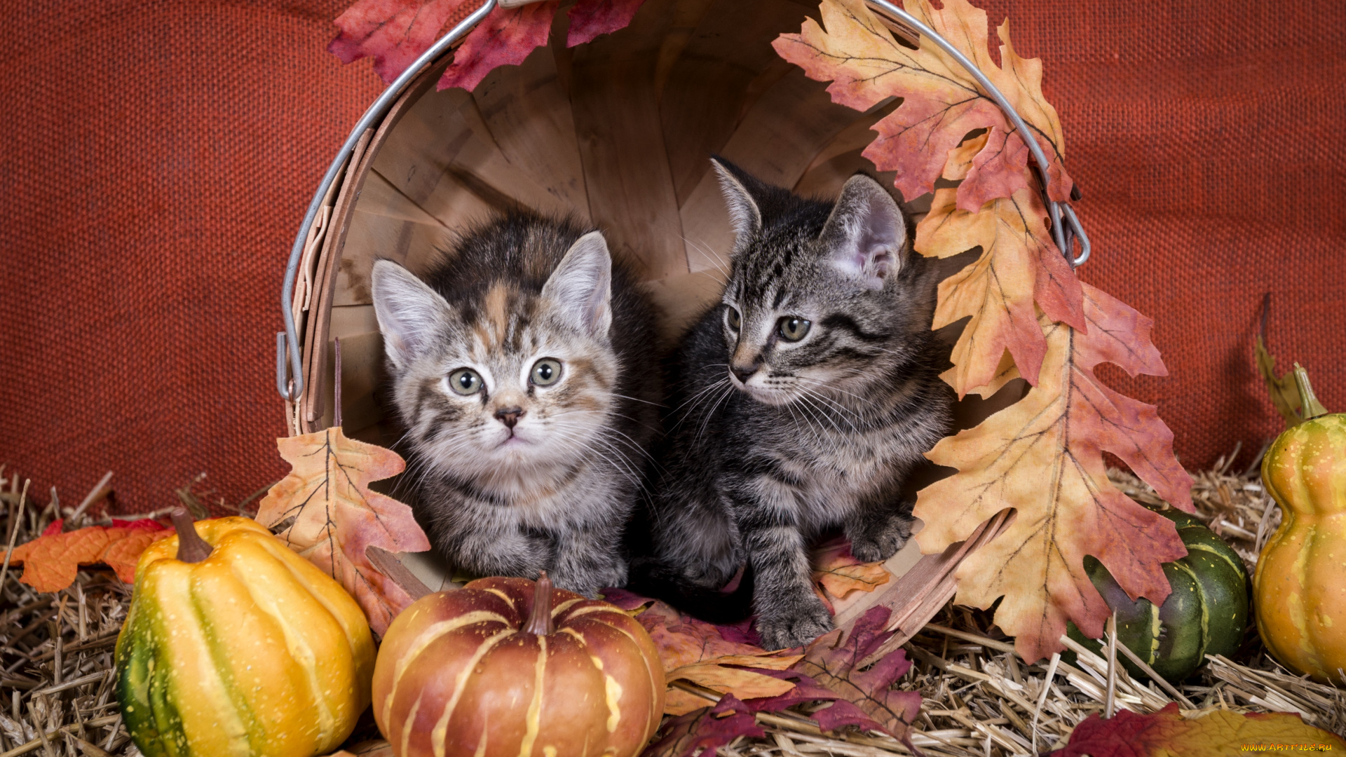 животные, коты, котята, тыква, листья, корзина