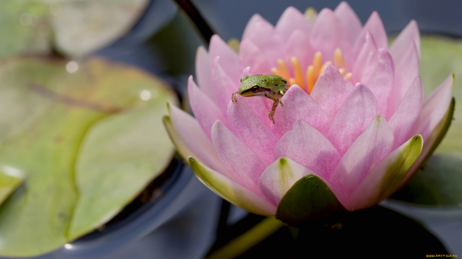 животные, лягушки, водяная, лилия, макро, кувшинка, нимфея