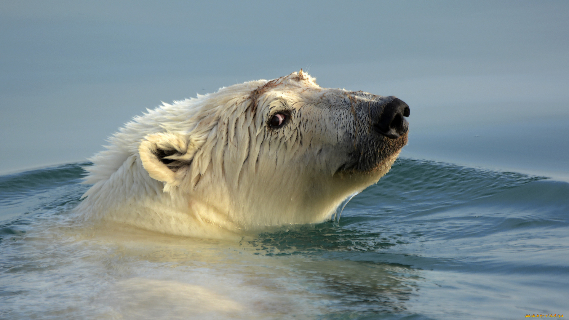 животные, медведи, вода, белый, медведь, голова
