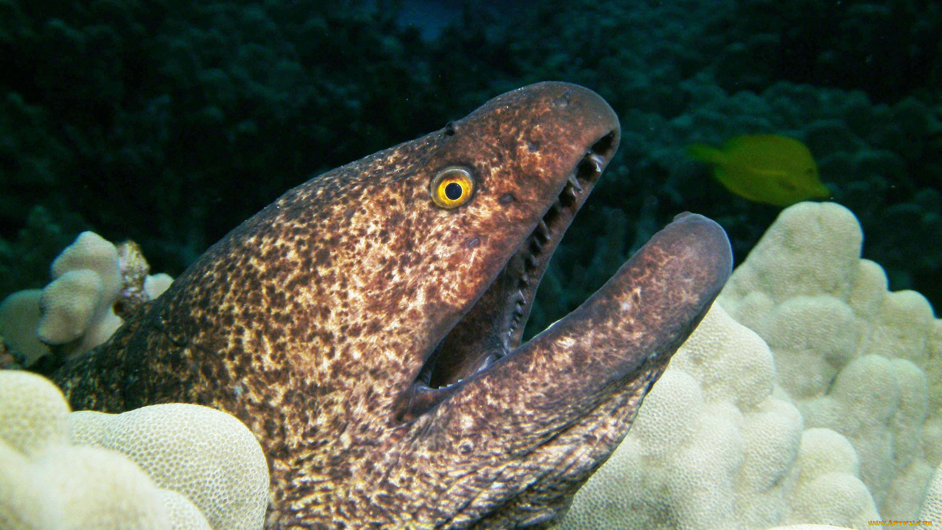 животные, мурены, хищник