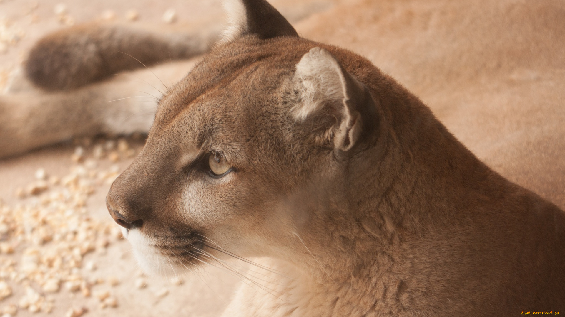 животные, пумы, горный, лев, кугуар