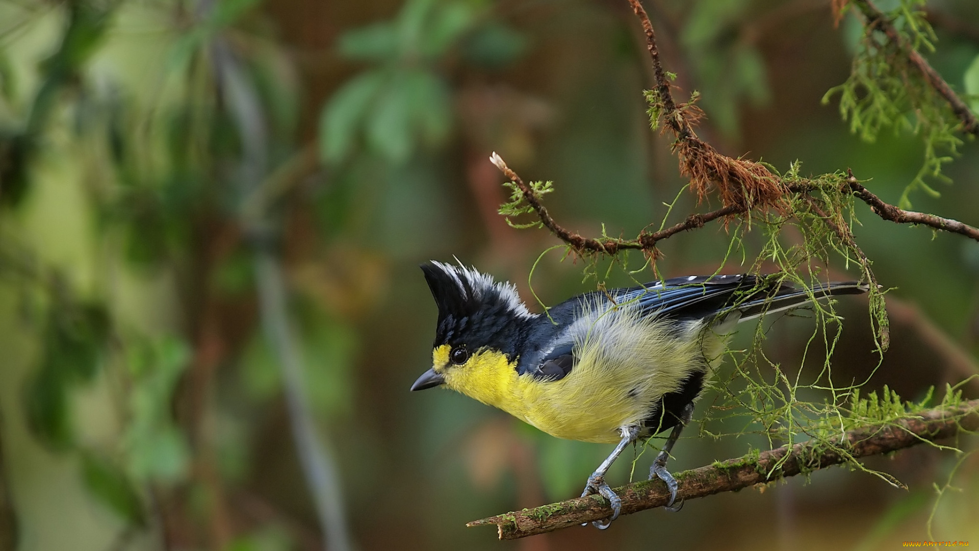 животные, синицы, лазоревки, хохлатая, синица