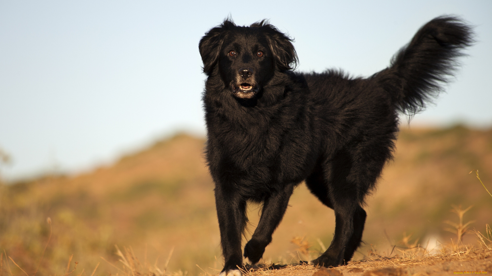 животные, собаки, пёс