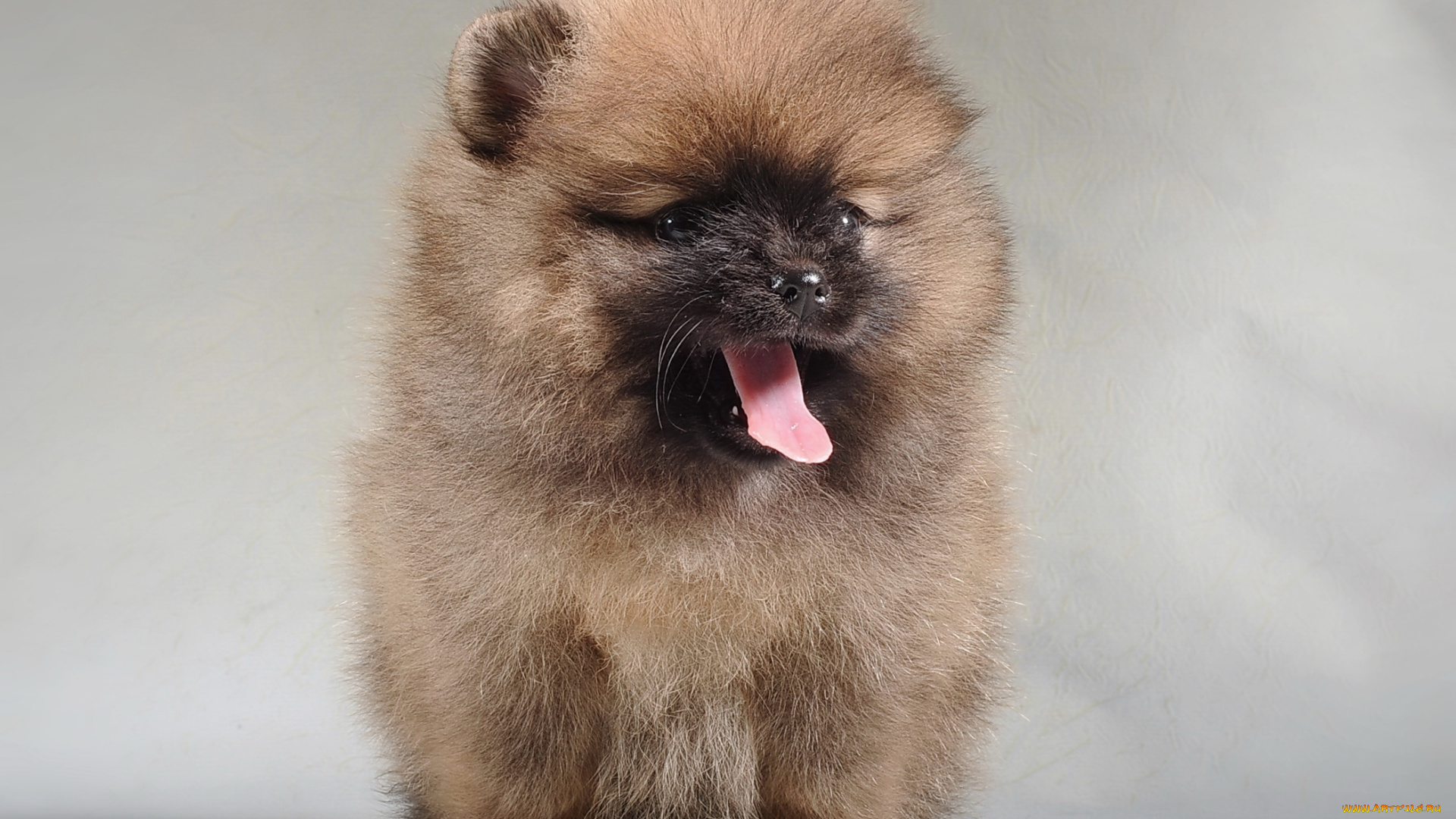 животные, собаки, щенок