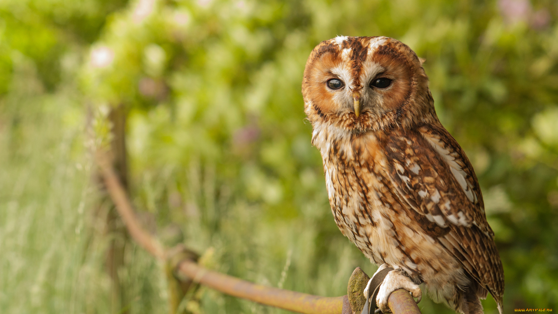 животные, совы, серая, неясыть