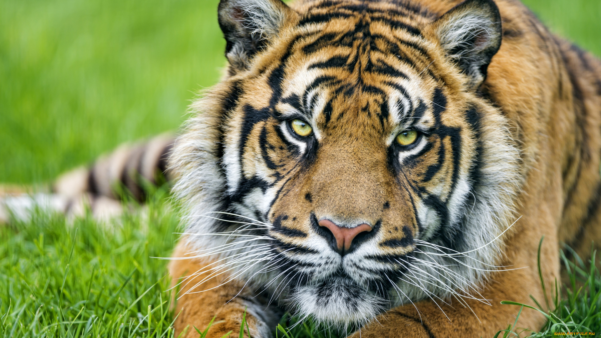 животные, тигры, красавец