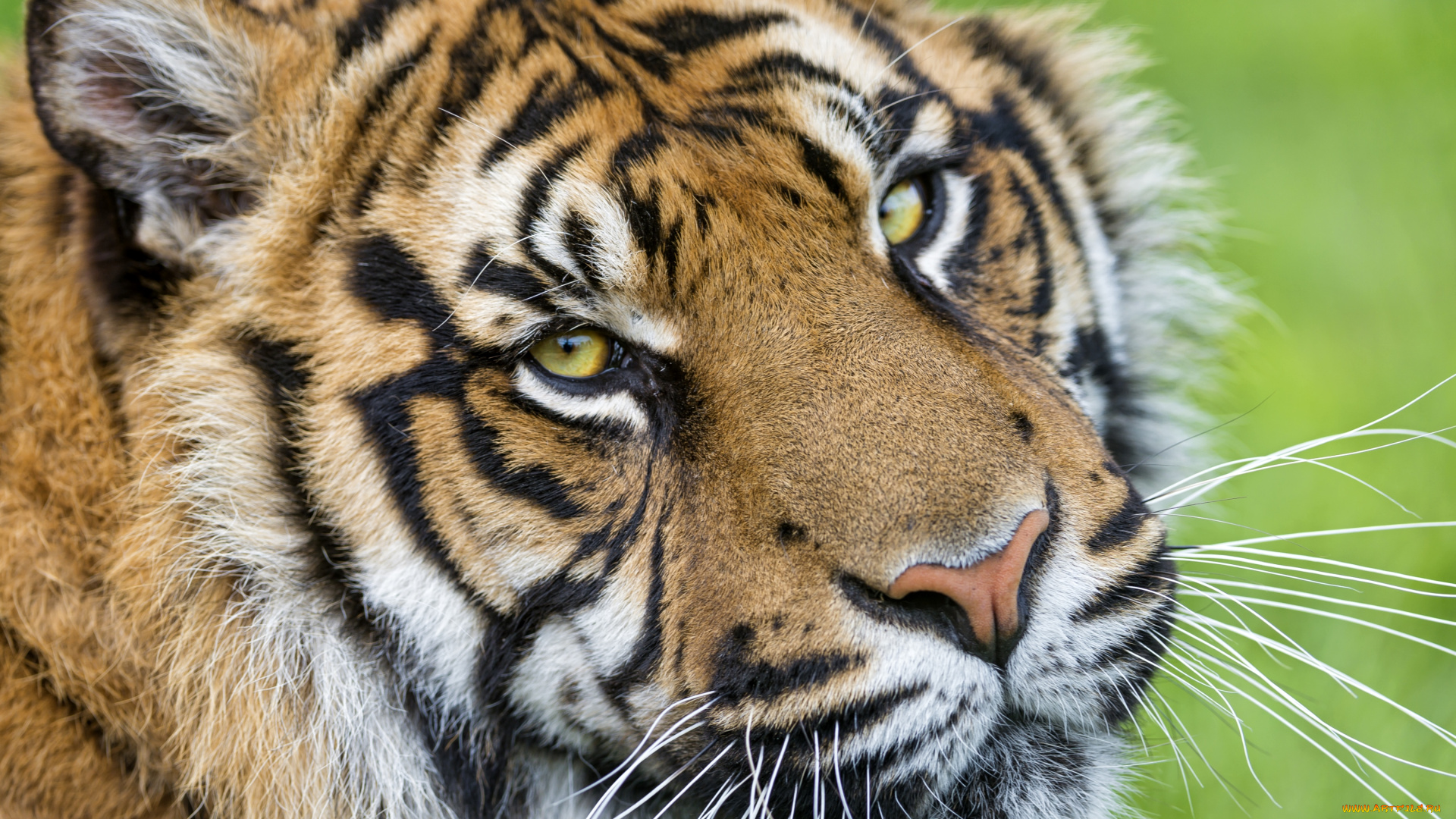 животные, тигры, портрет