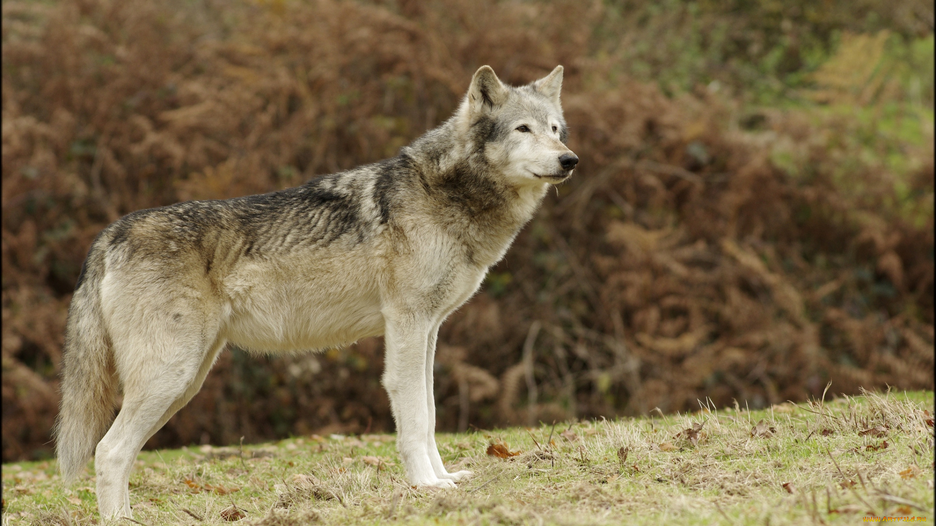 животные, волки, хищник