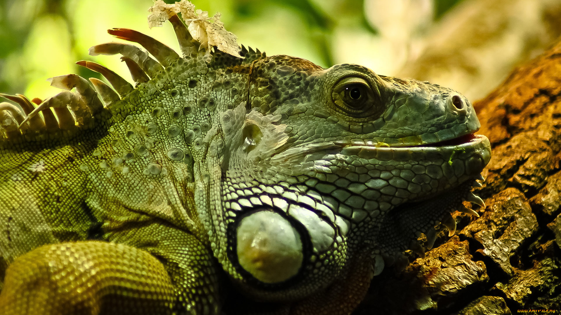 животные, Ящерицы, игуаны, вараны, ящерица