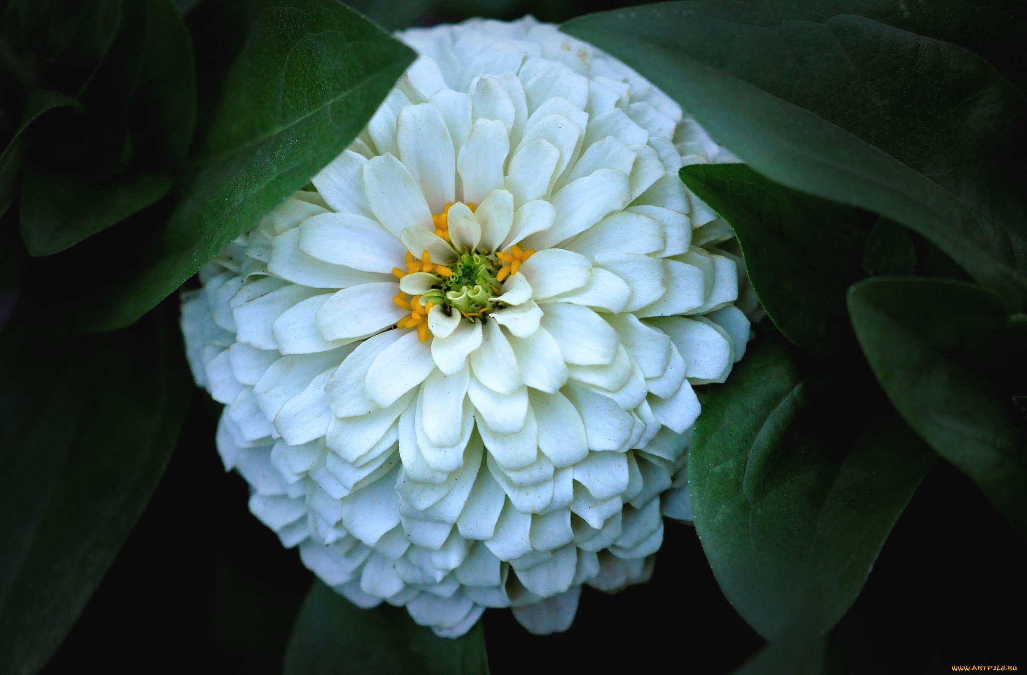 цветы, цинния, круглый, белый