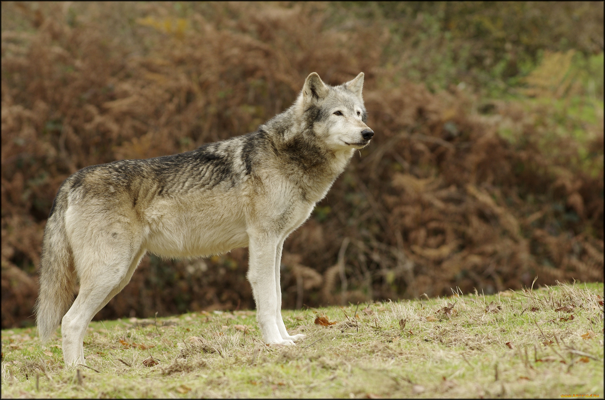 животные, волки, хищник