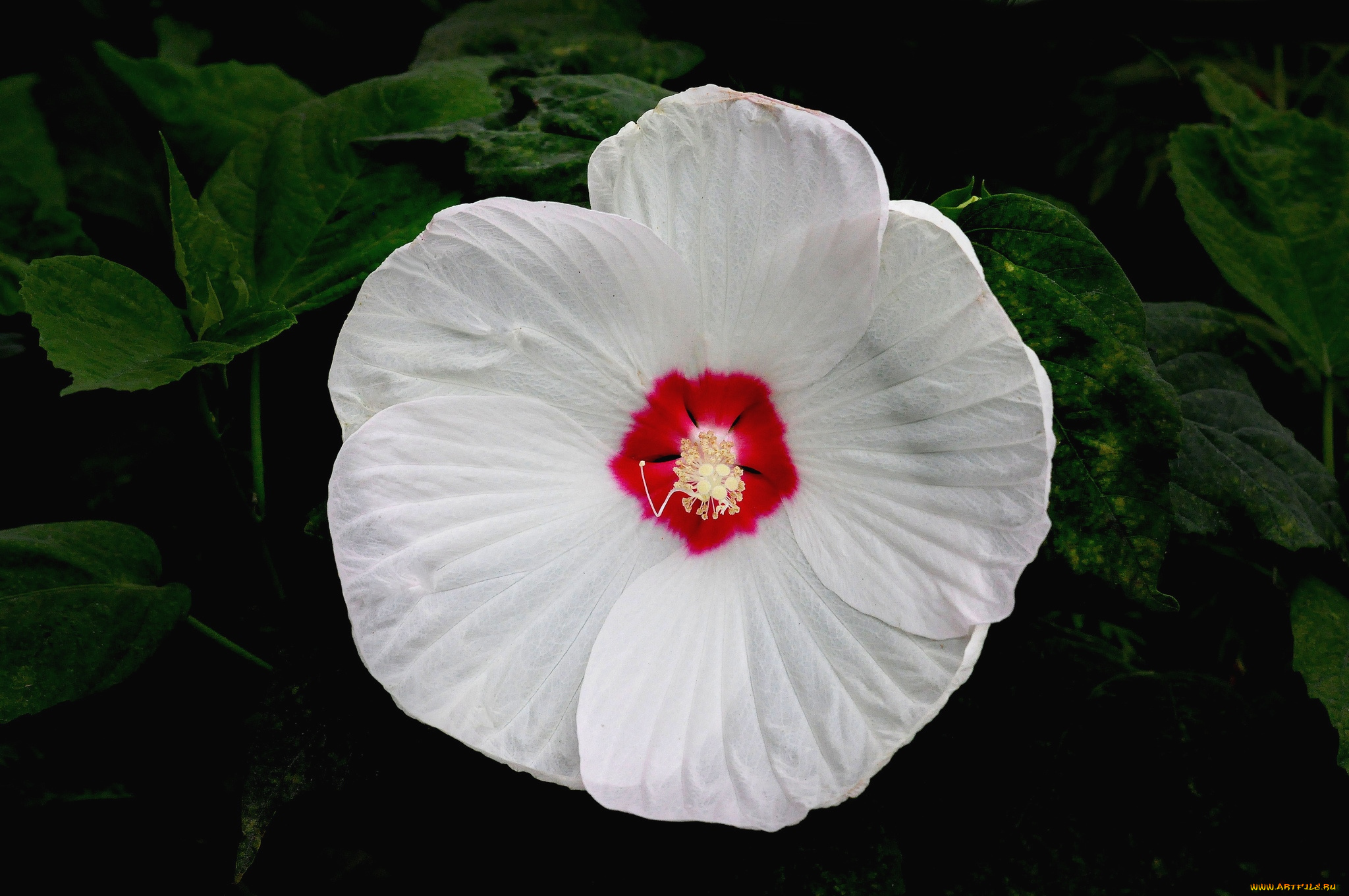 цветы, гибискусы, белый