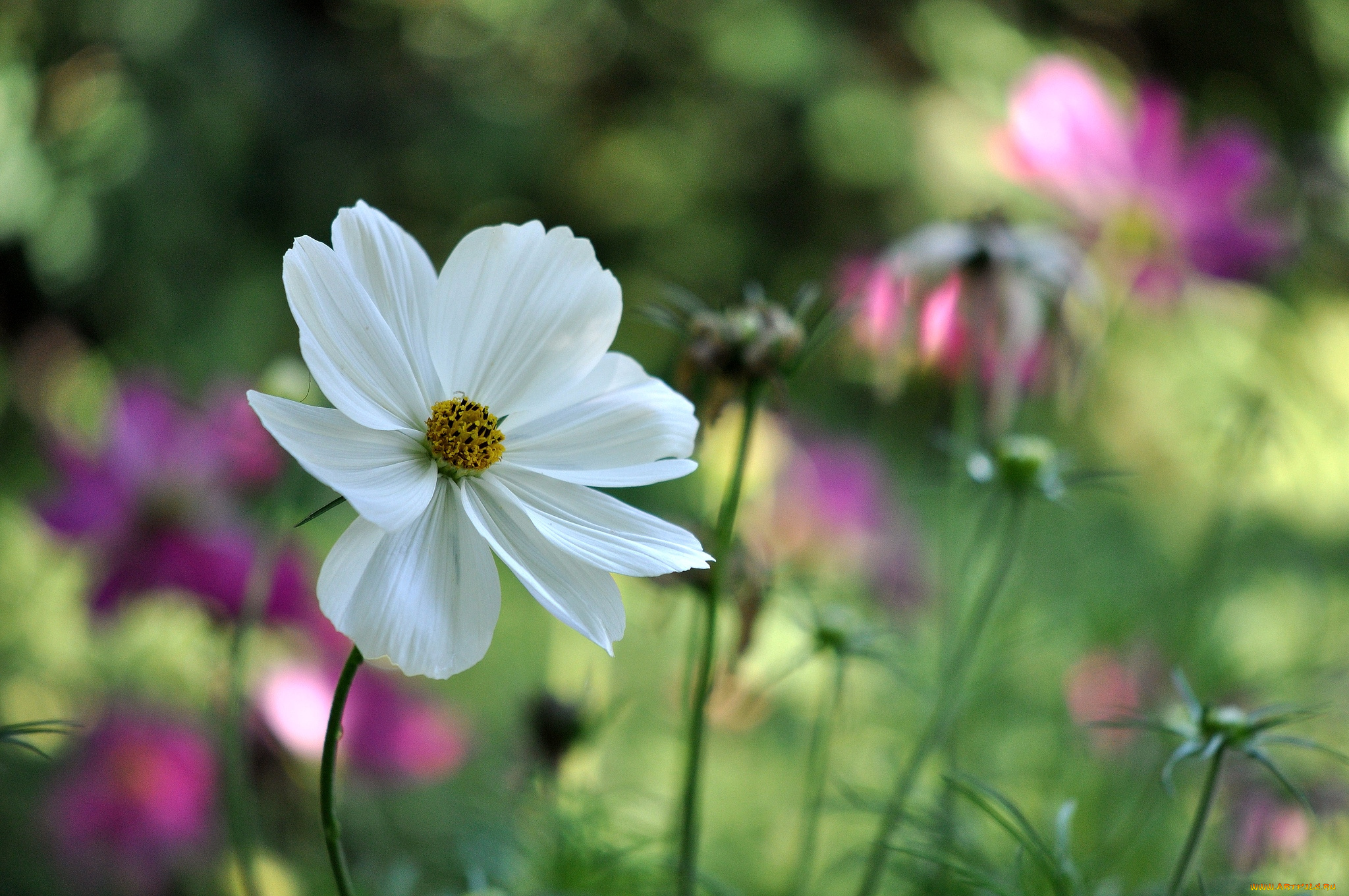 цветы, космея, белый