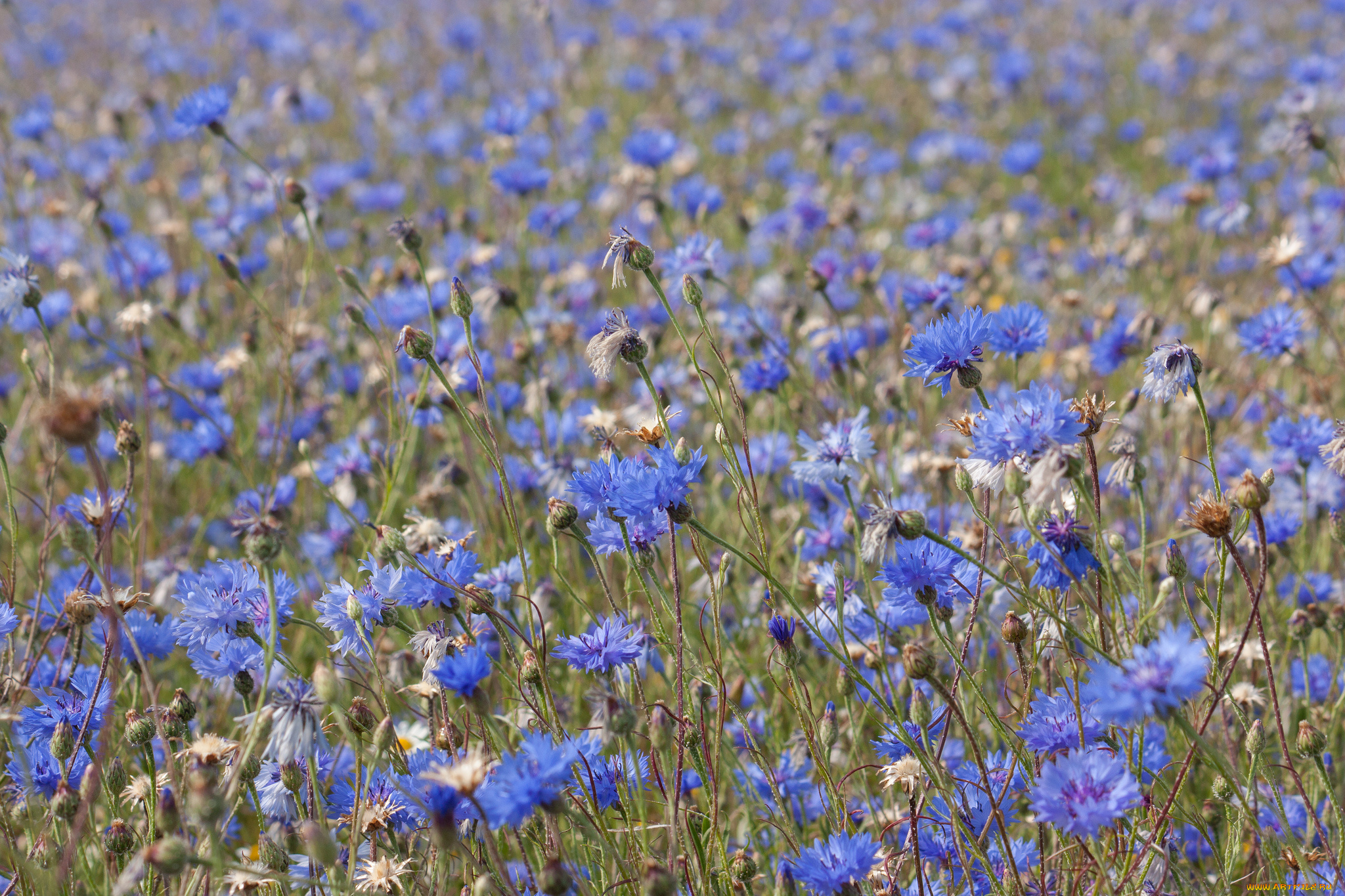 цветы, васильки, луг
