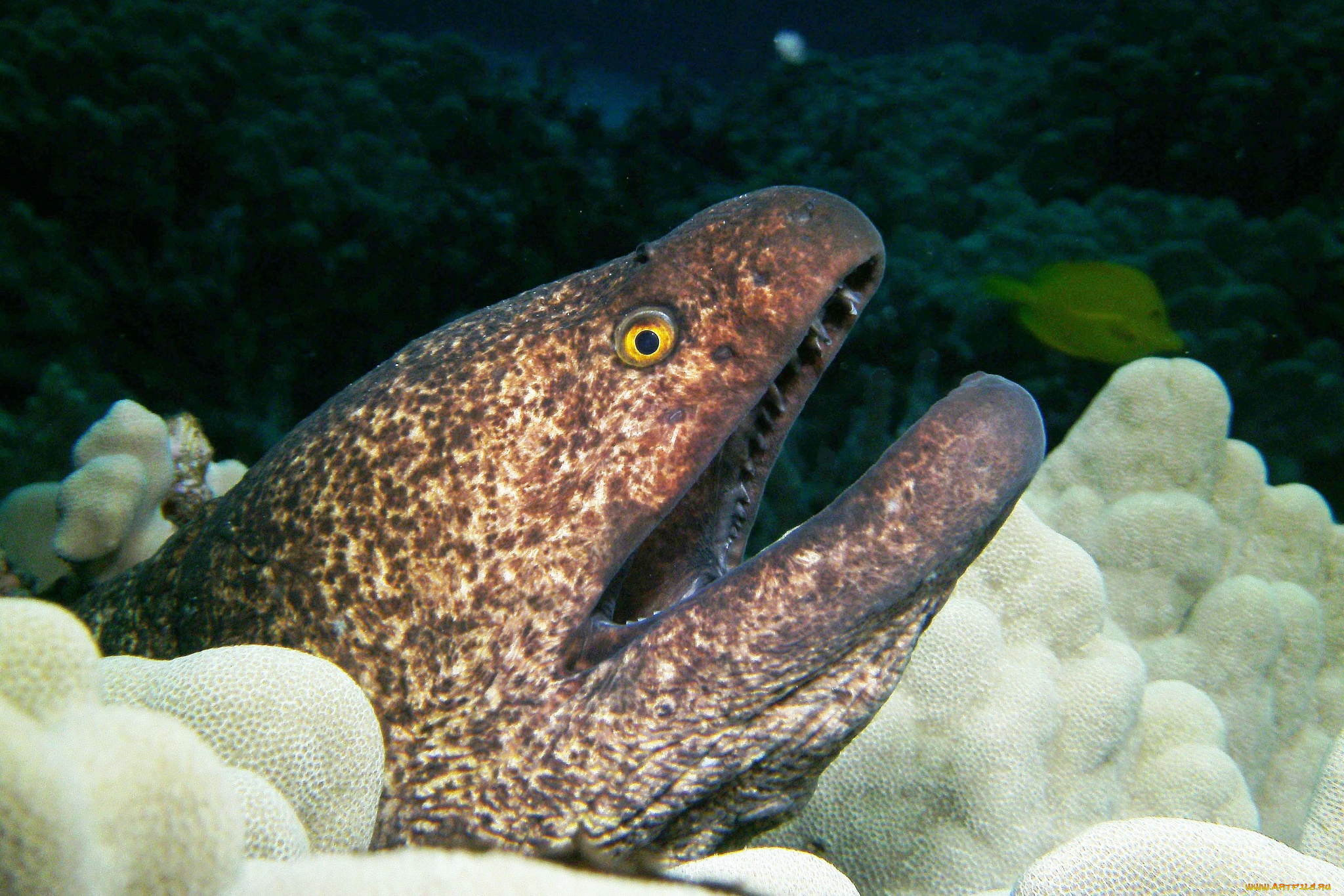 животные, мурены, хищник
