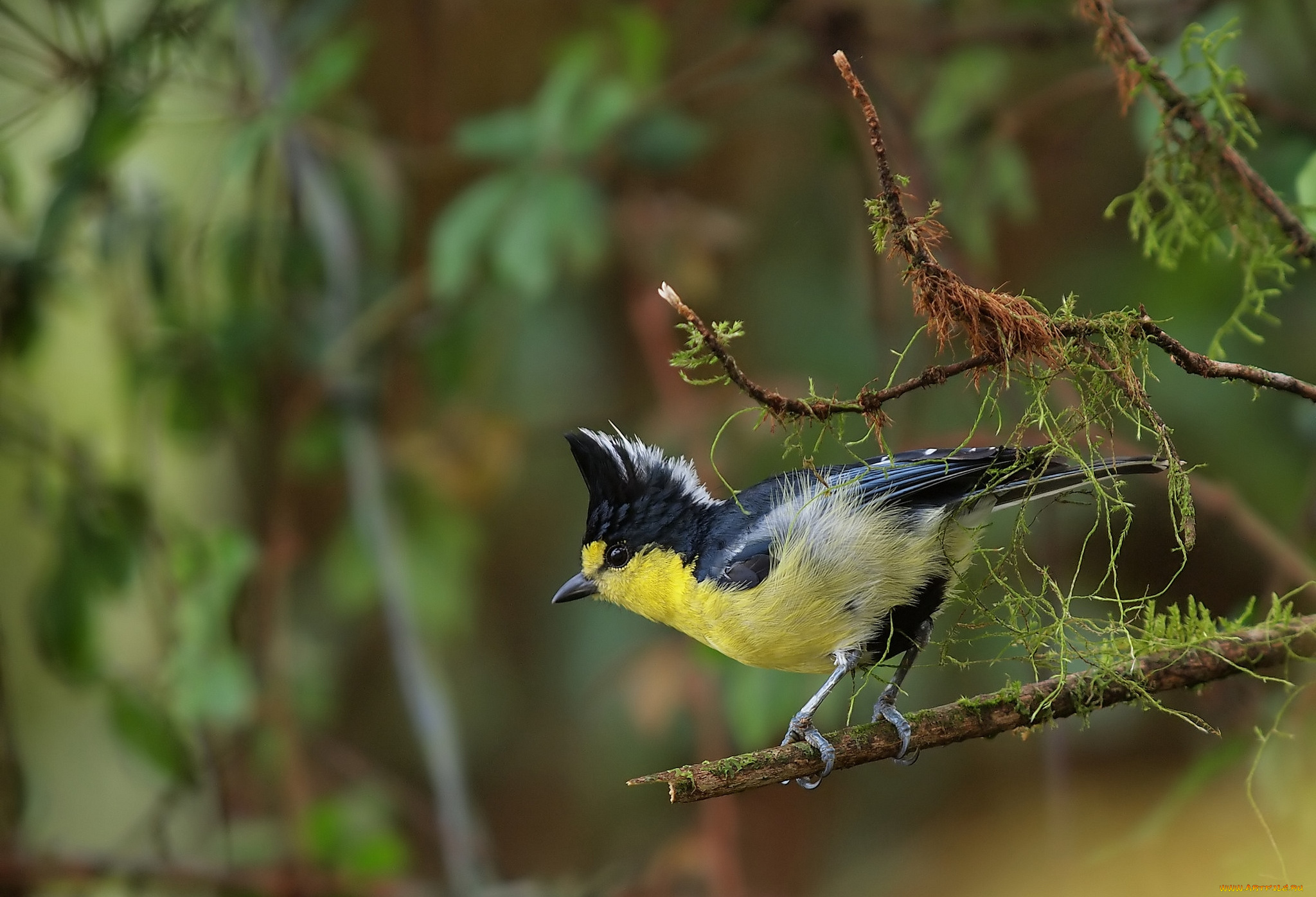 животные, синицы, лазоревки, хохлатая, синица