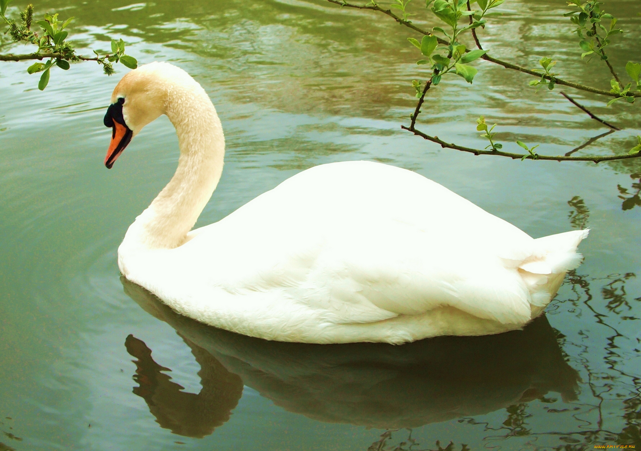 животные, лебеди, вода, отражение