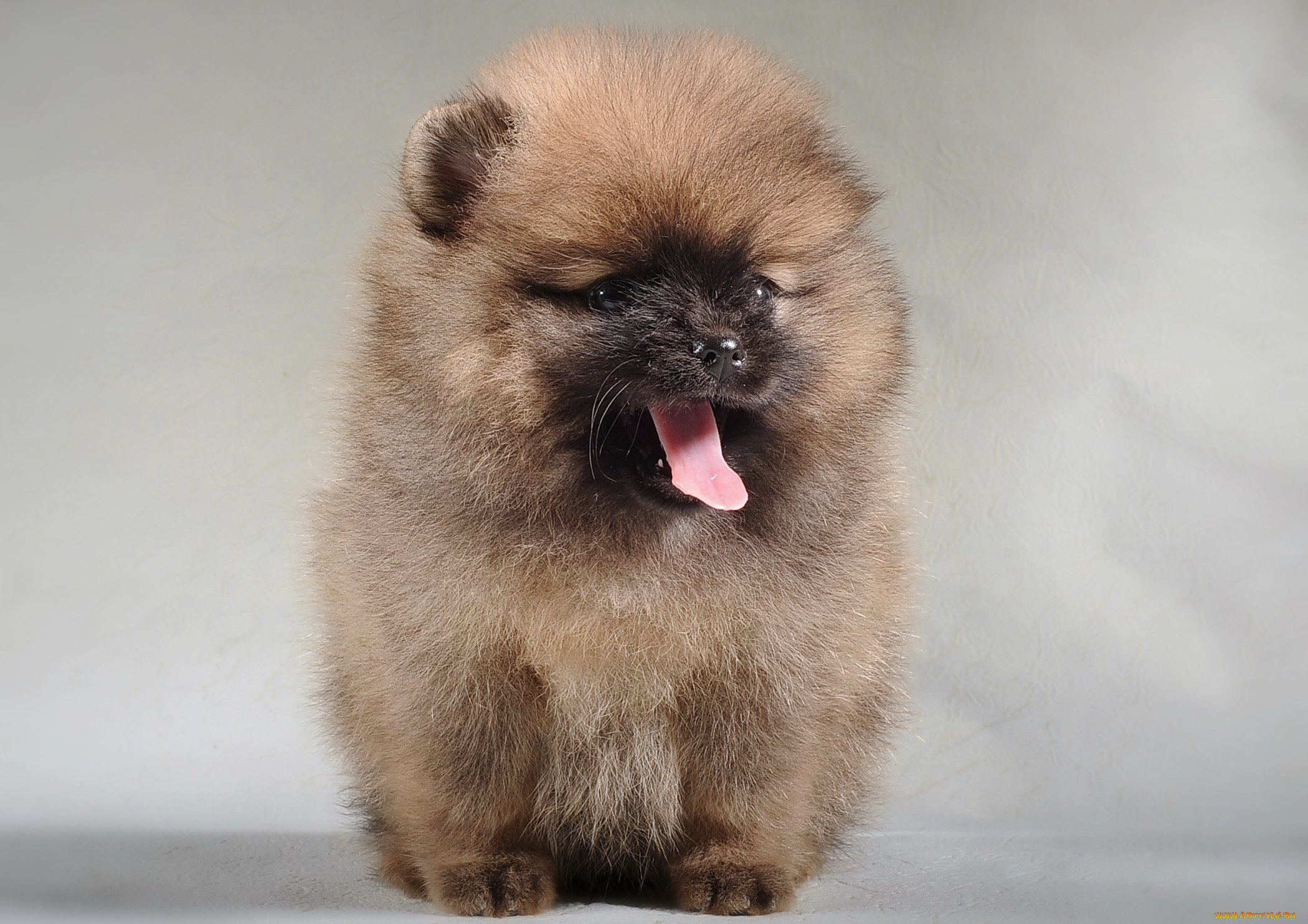 животные, собаки, щенок