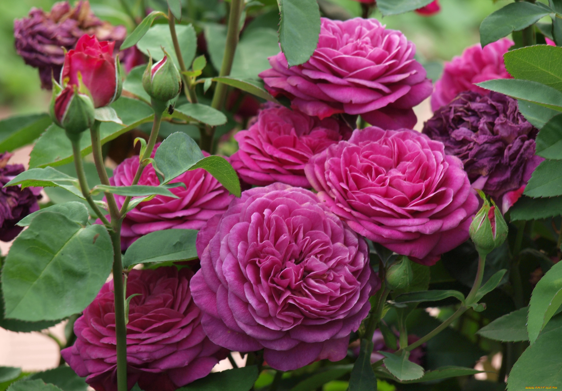 цветы, розы, розовый, куст