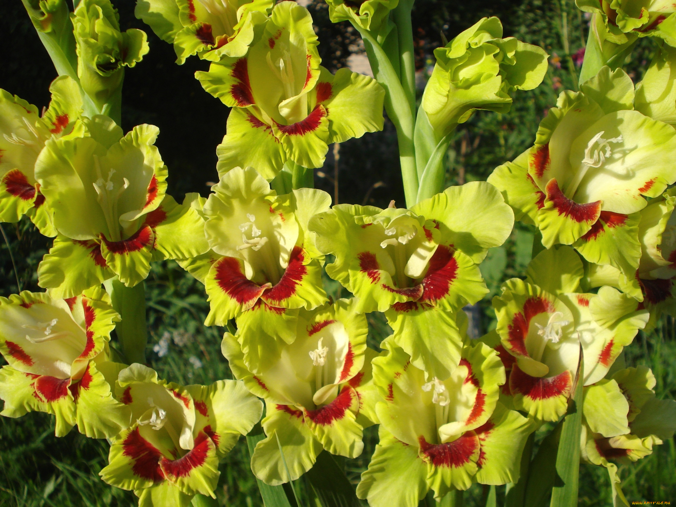 цветы, гладиолусы, пестрый