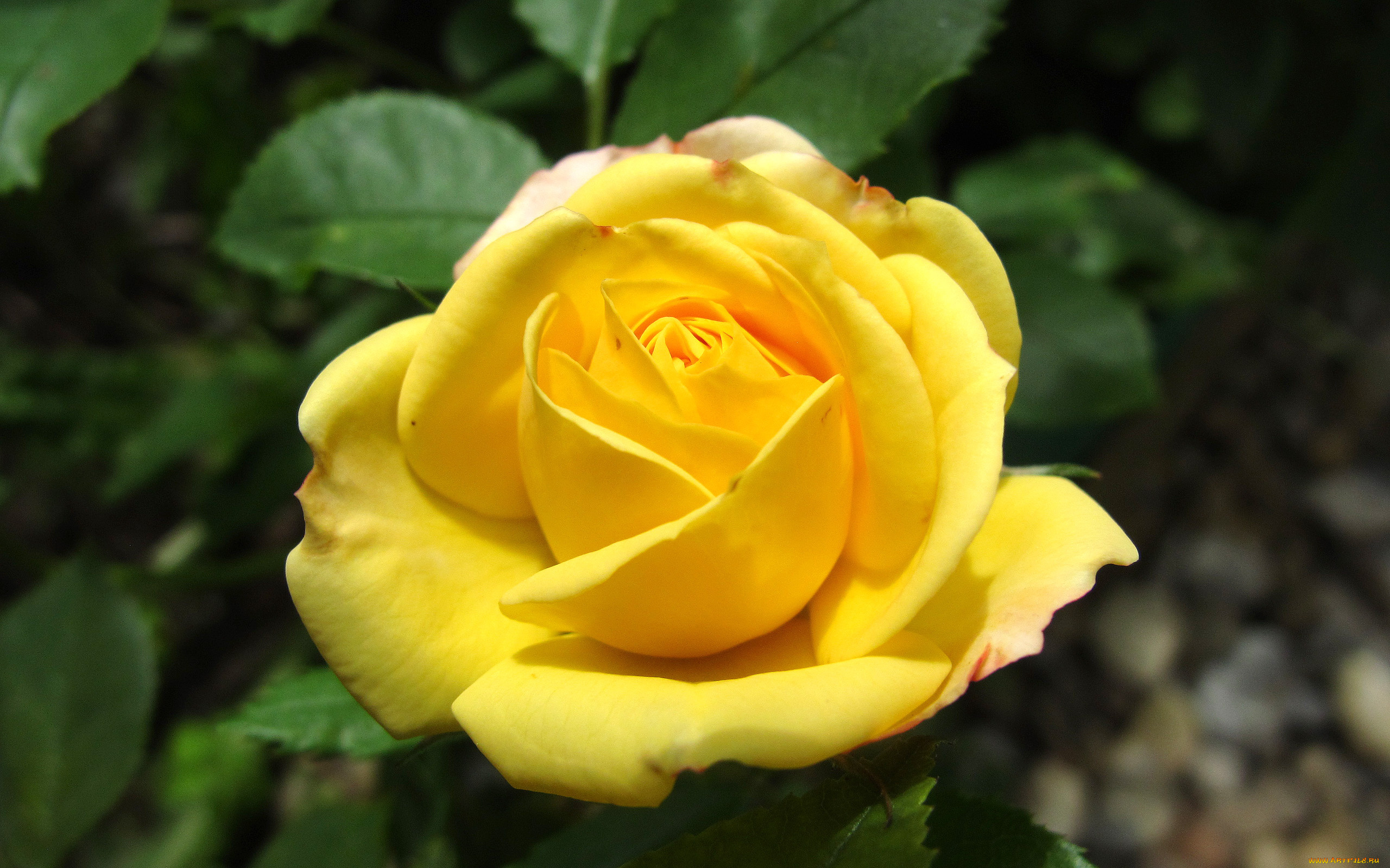 цветы, розы, роза, бутон, листья