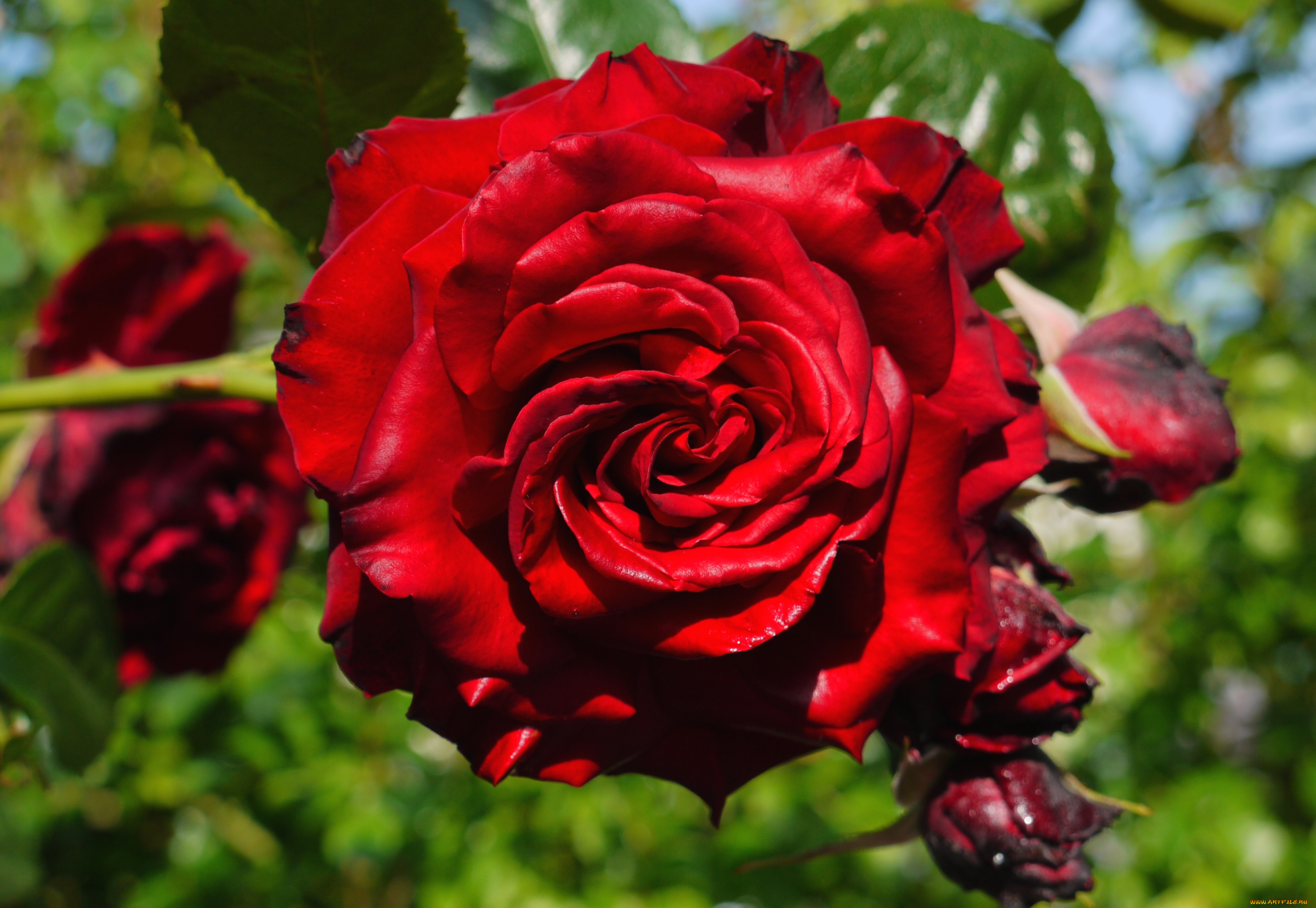 цветы, розы, красный