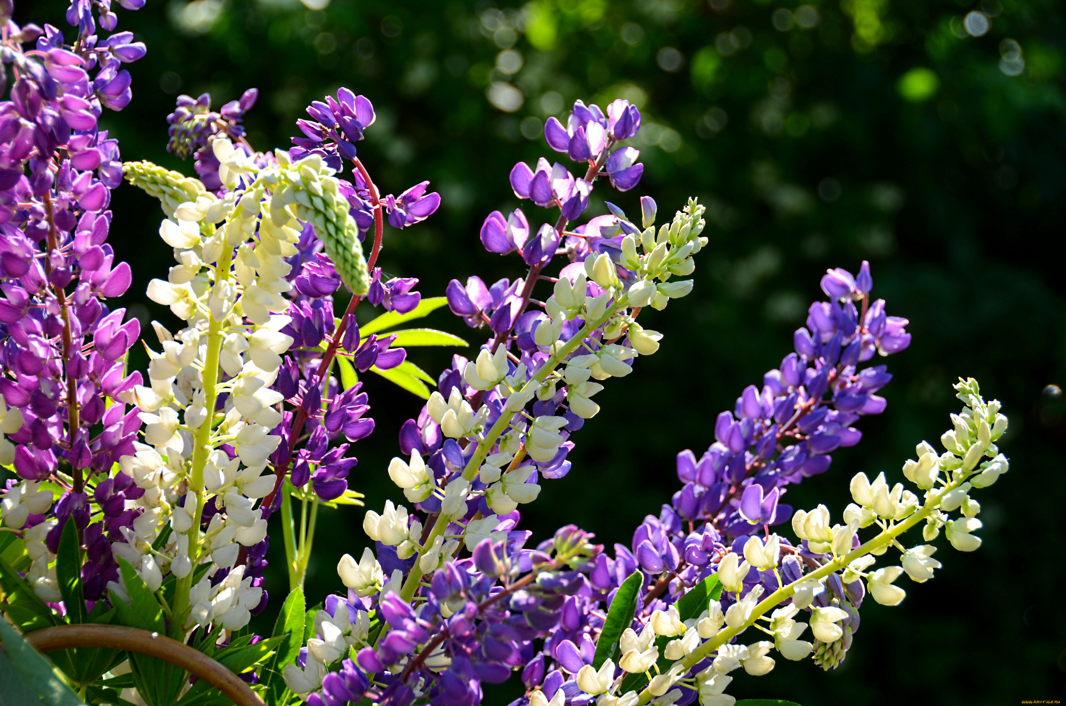 цветы, люпин, веточки