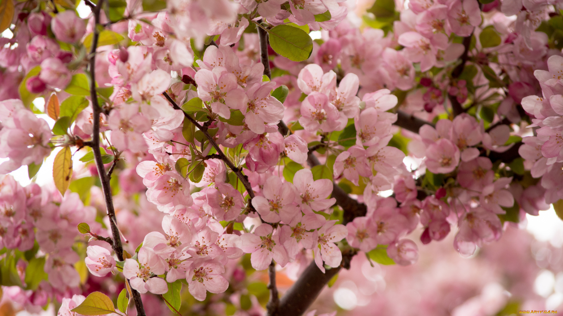 цветы, цветущие, деревья, , , кустарники, цветение, цветки, дерево