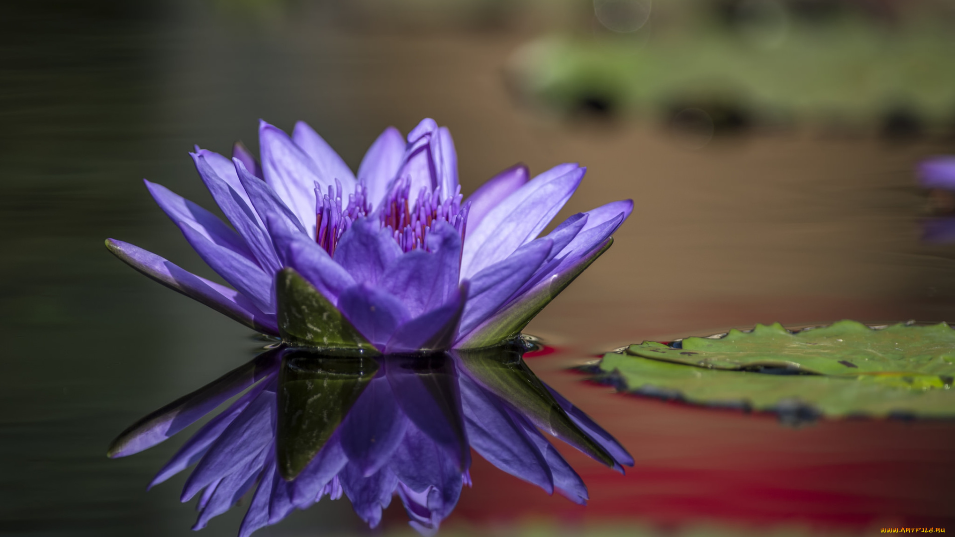 цветы, лилии, водяные, , нимфеи, , кувшинки, озеро, лепесток, водяная, лилия