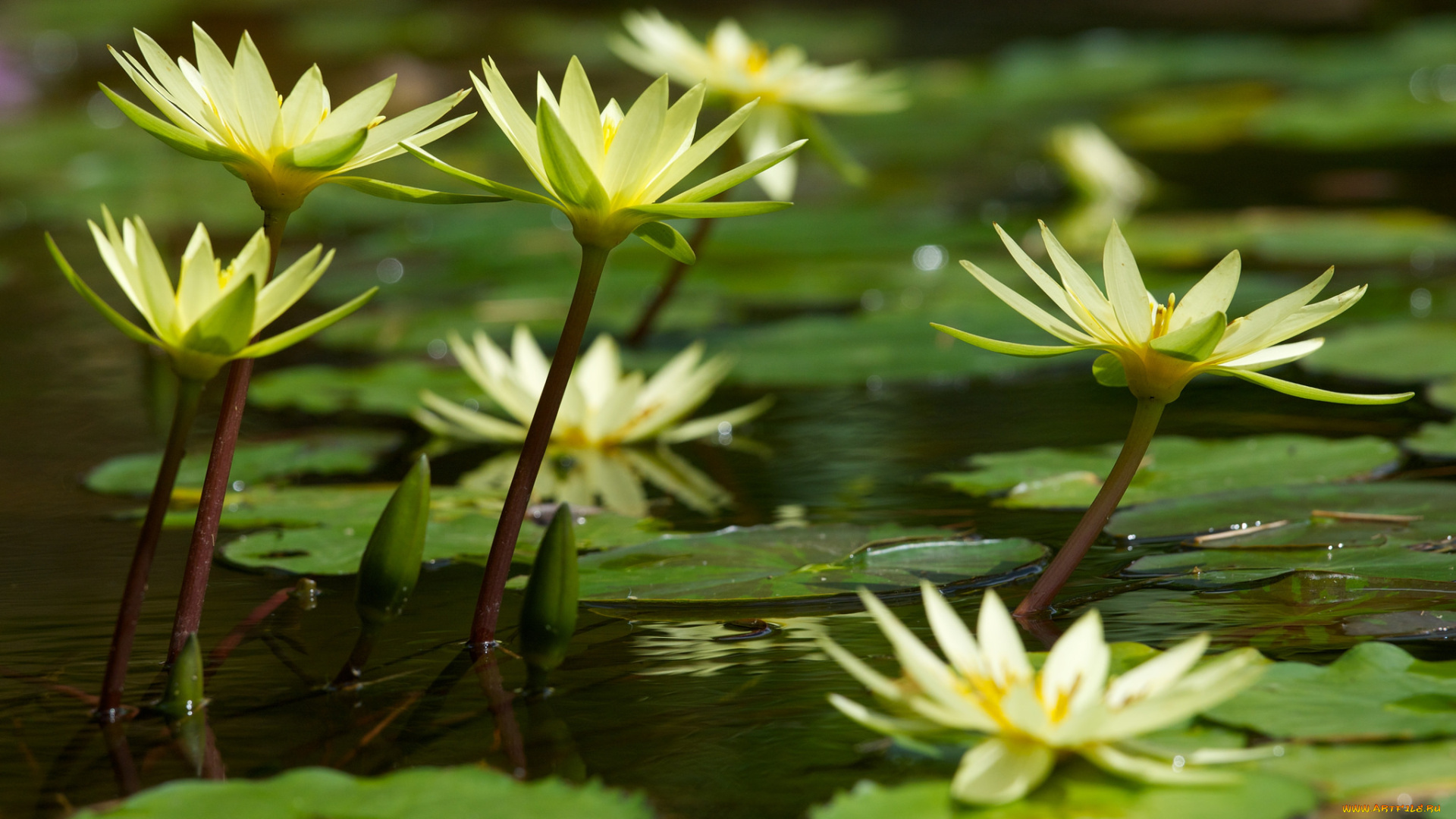 цветы, лилии, водяные, , нимфеи, , кувшинки, водяные, лилии, листики, озеро