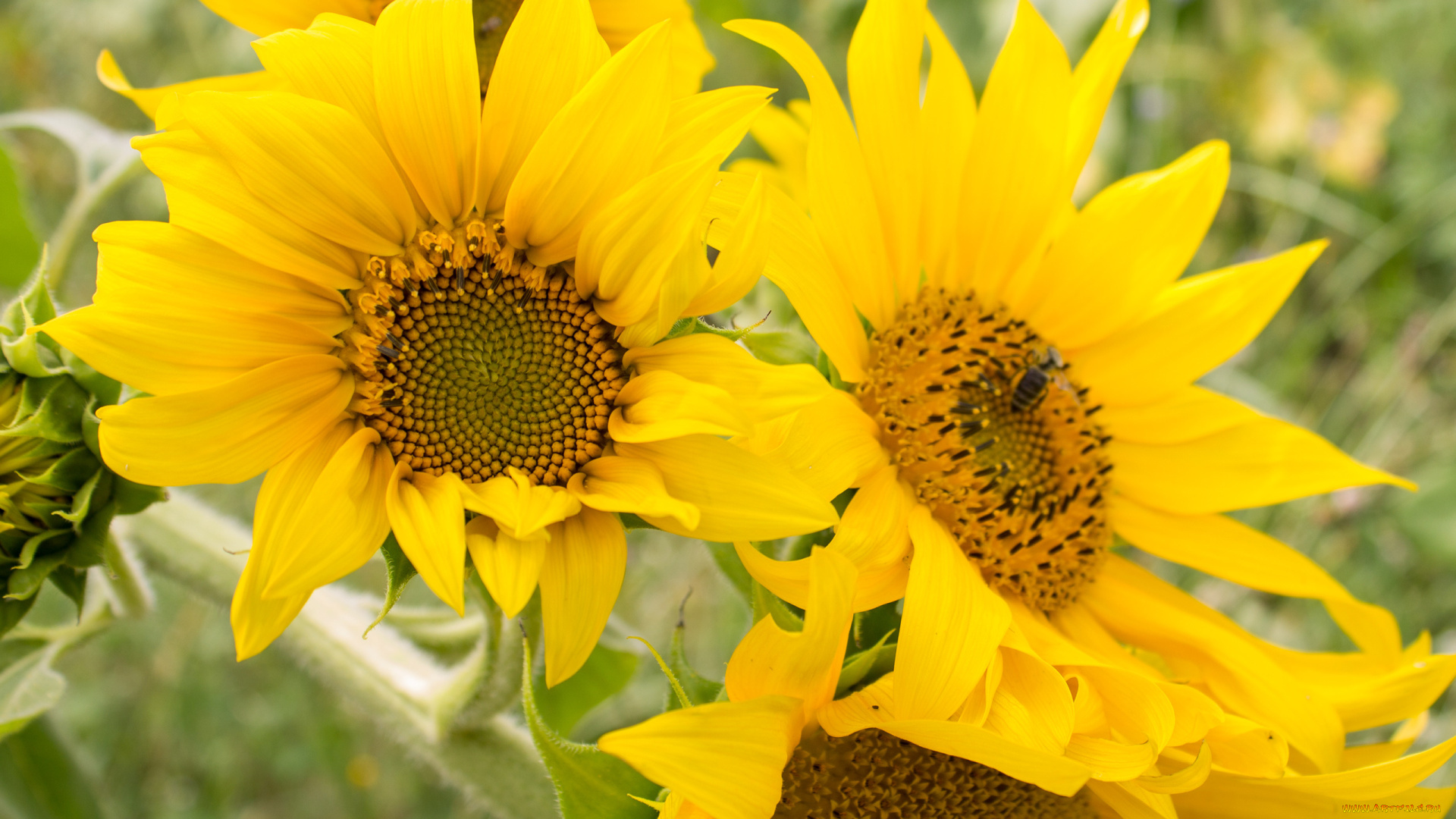 цветы, подсолнухи, лепестки