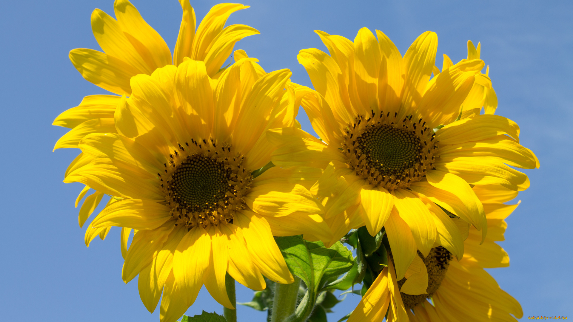 цветы, подсолнухи, лепестки