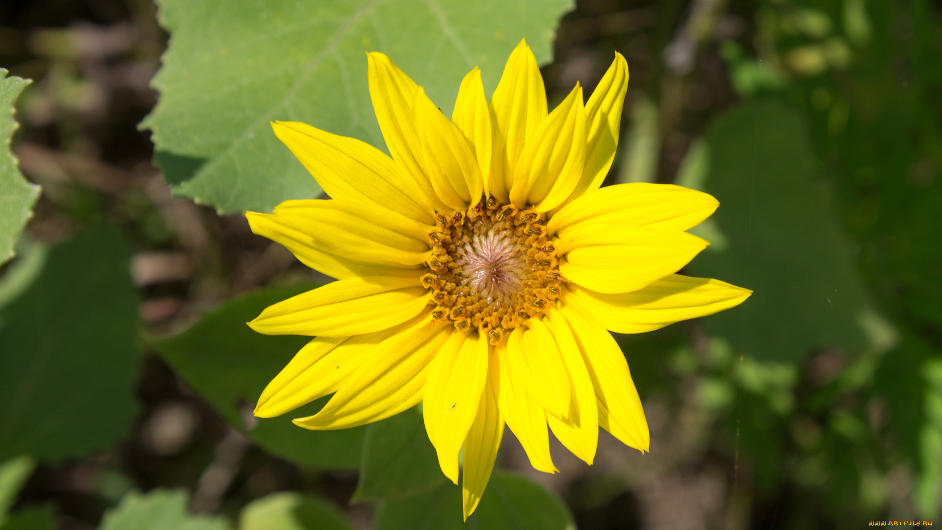 цветы, подсолнухи, желтый