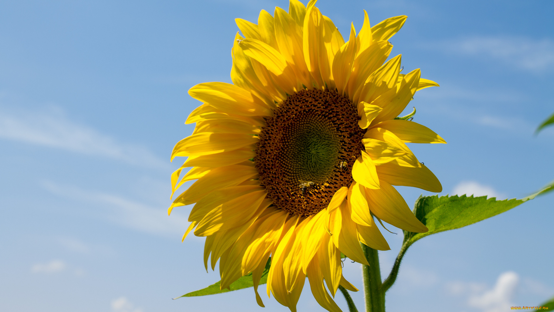 цветы, подсолнухи, желтый