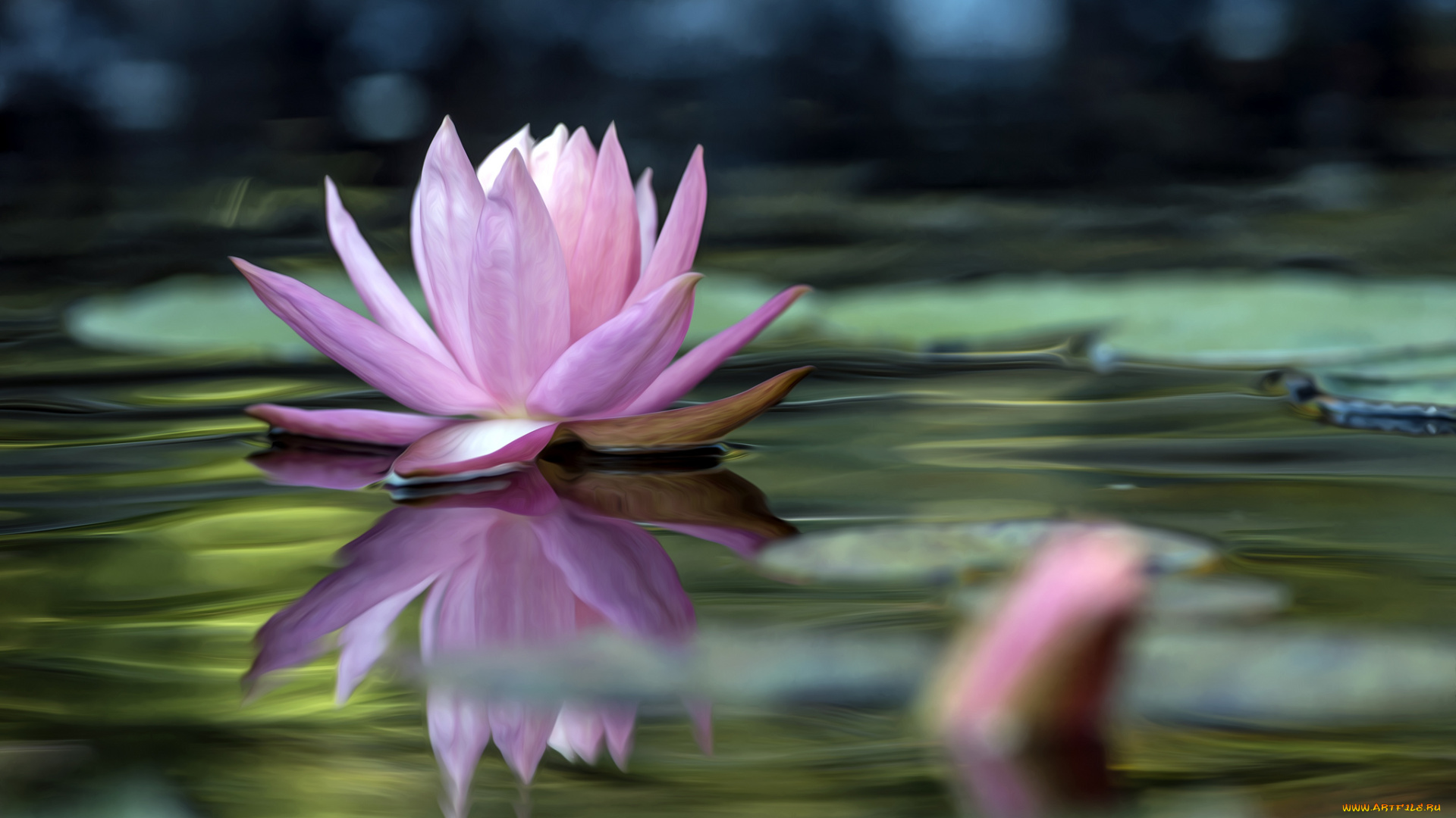 разное, компьютерный, дизайн, вода, кувшинка, листья