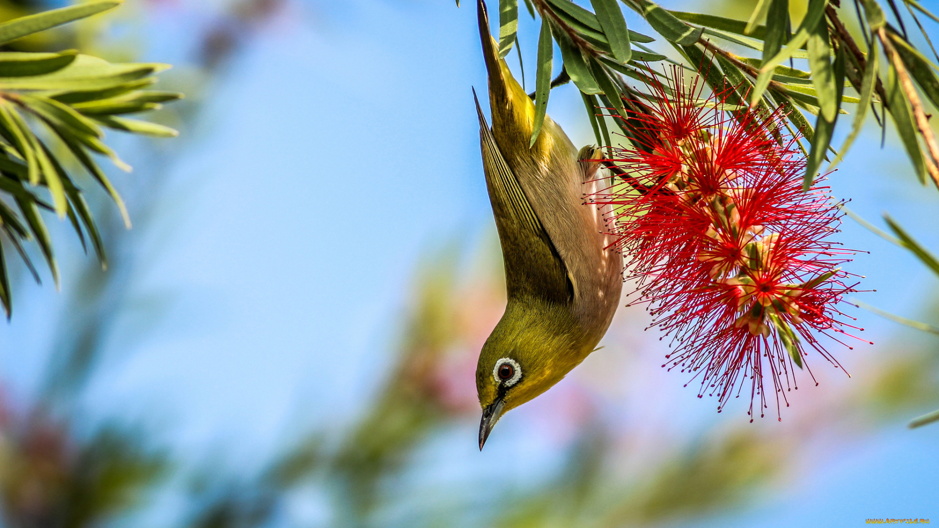 животные, белоглазки, ветки, птичка, жёлтая, цветы