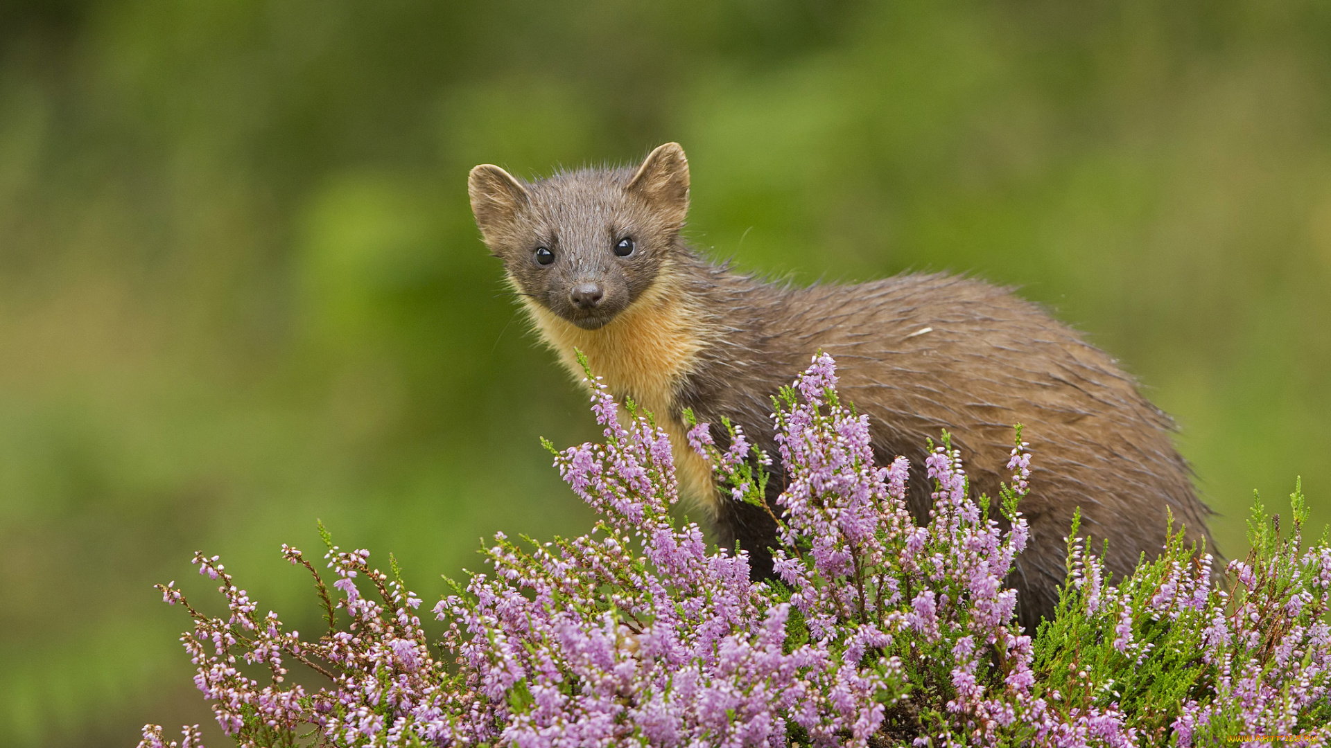 животные, хорьки, , куницы, , горностаи, , ласки, , соболи, цветы, куница
