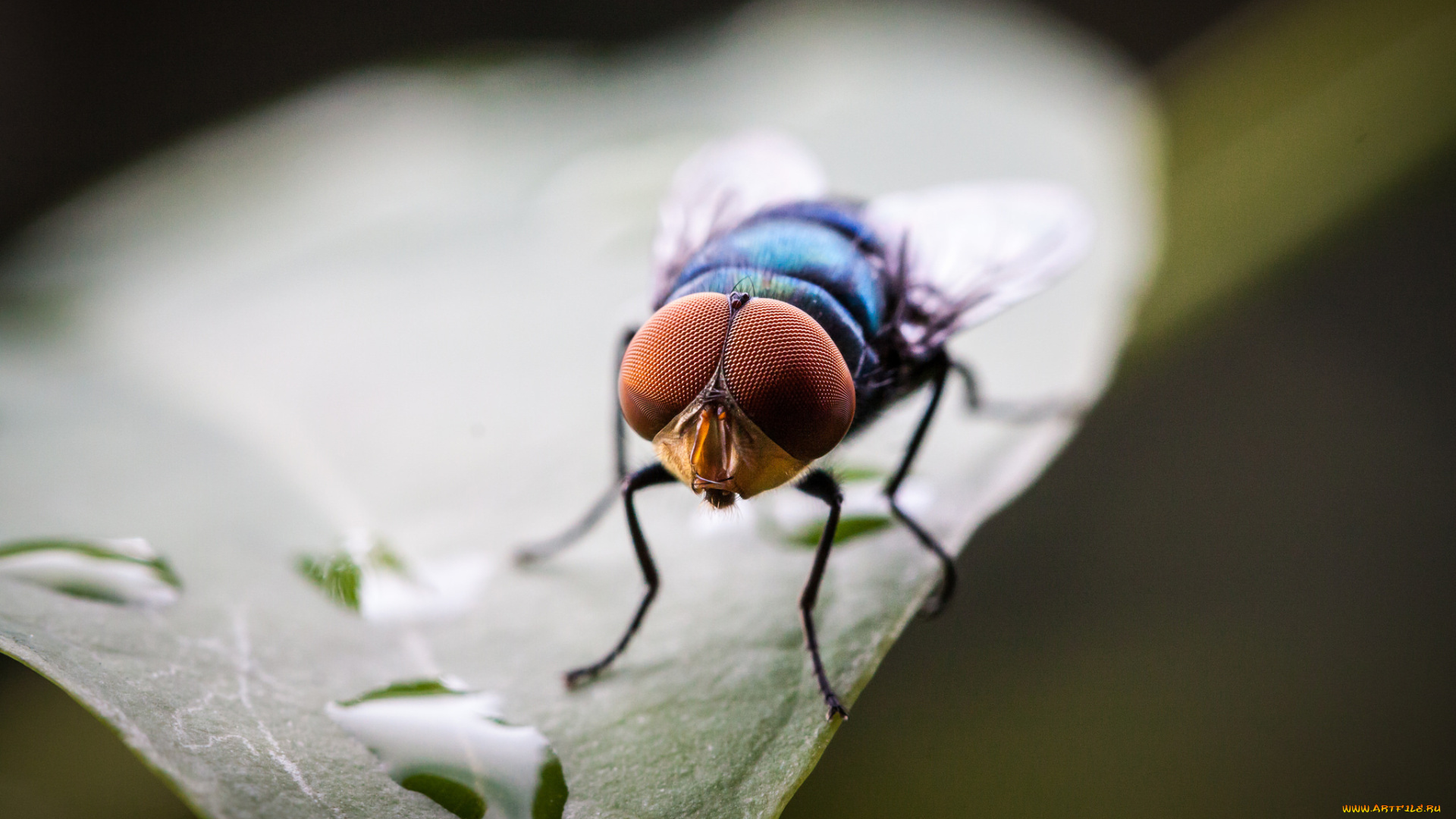 животные, насекомые, капли, муха, макро, лист