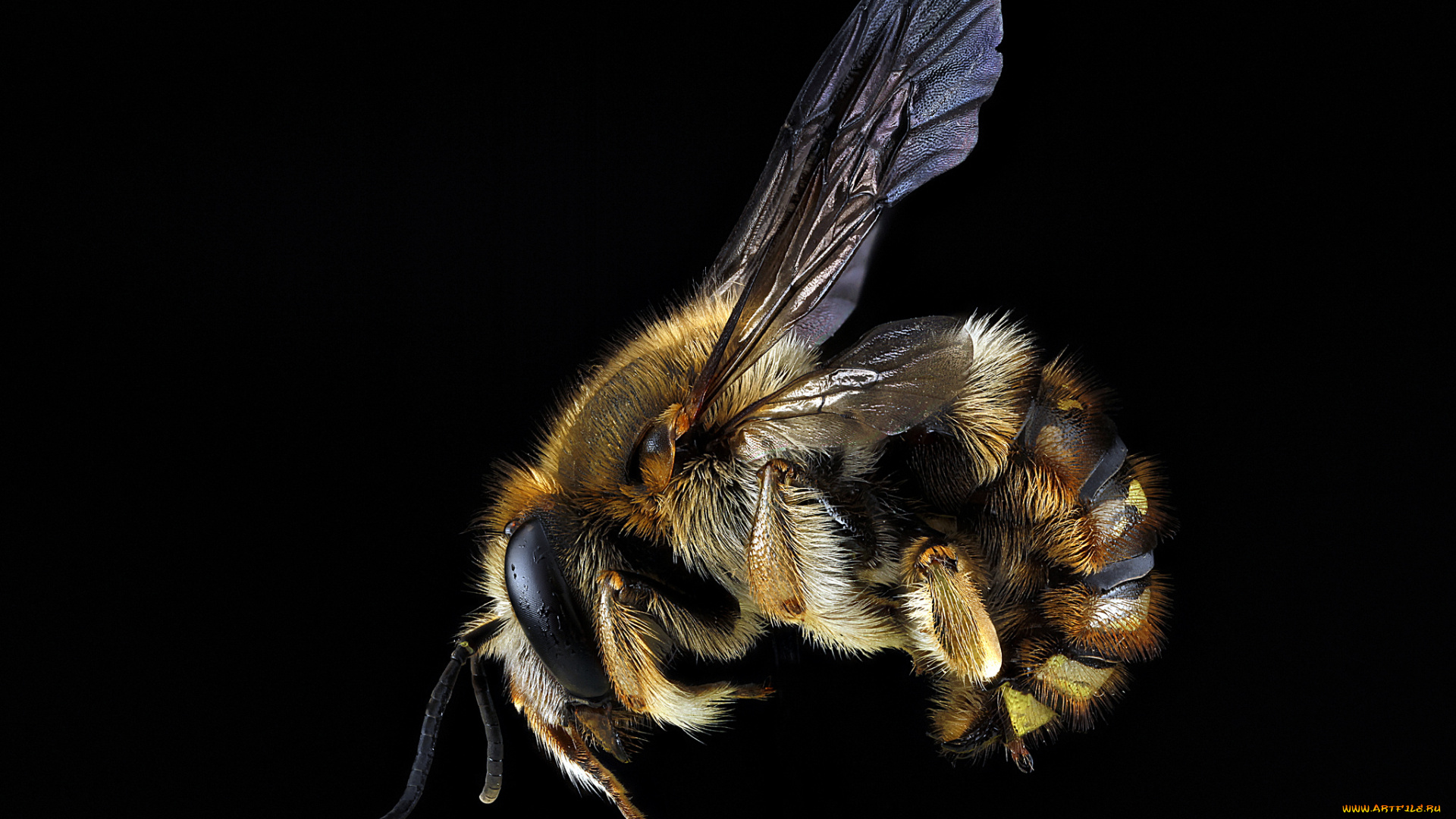 животные, насекомые, макросъемка, насекомое