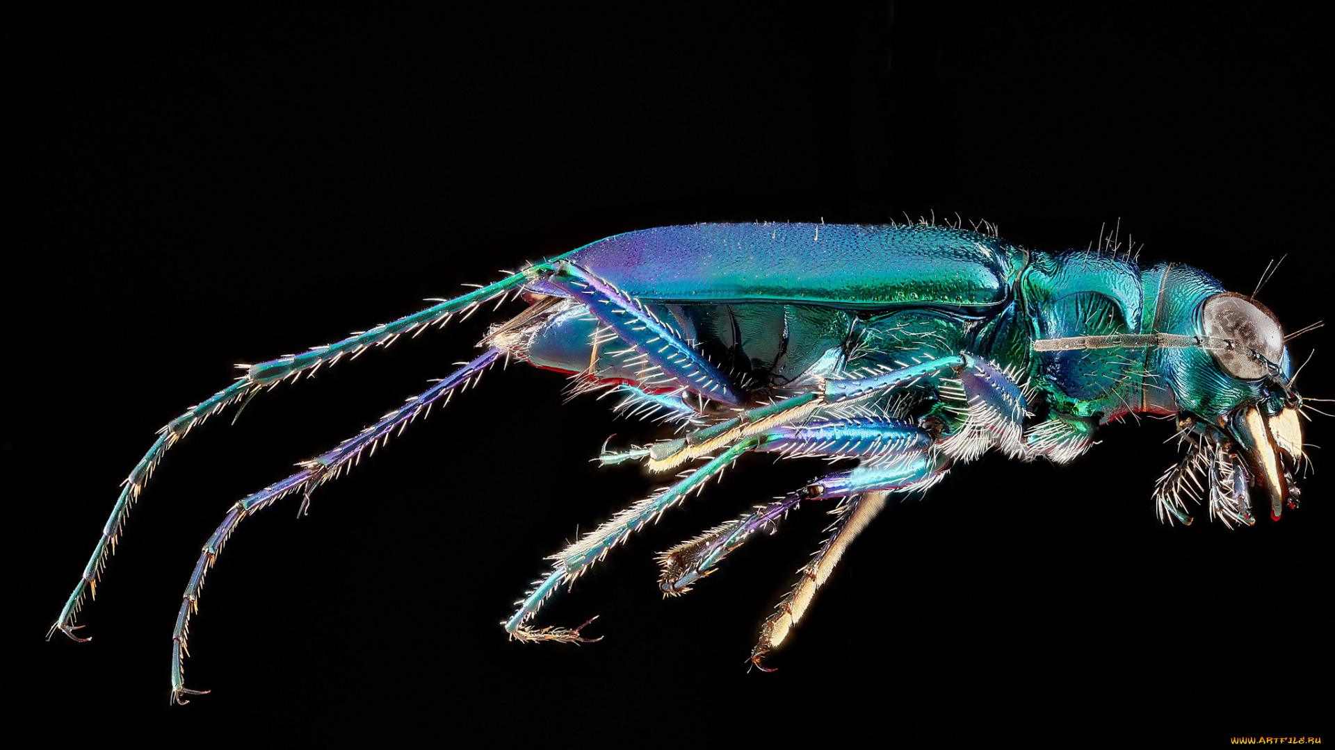 животные, насекомые, макросъемка, насекомое