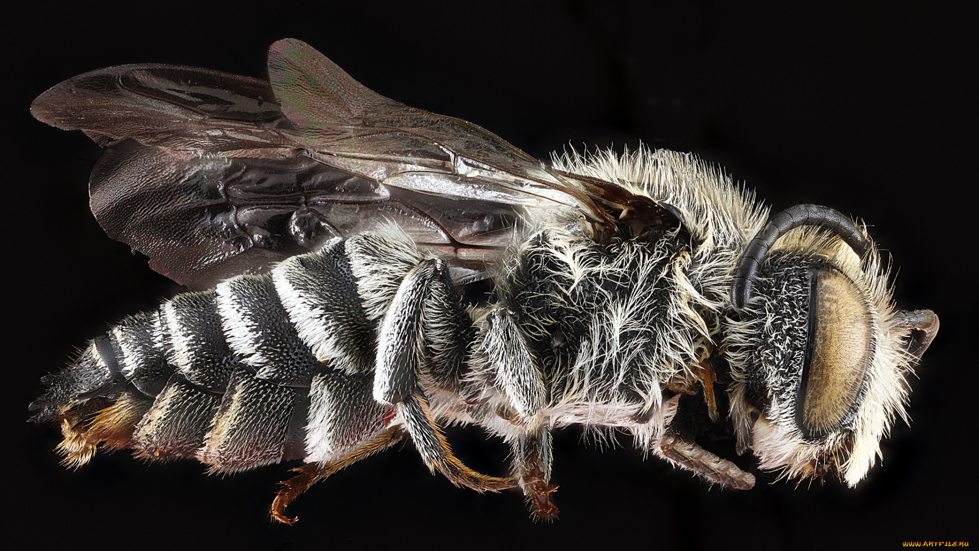 животные, насекомые, насекомое, макросъемка