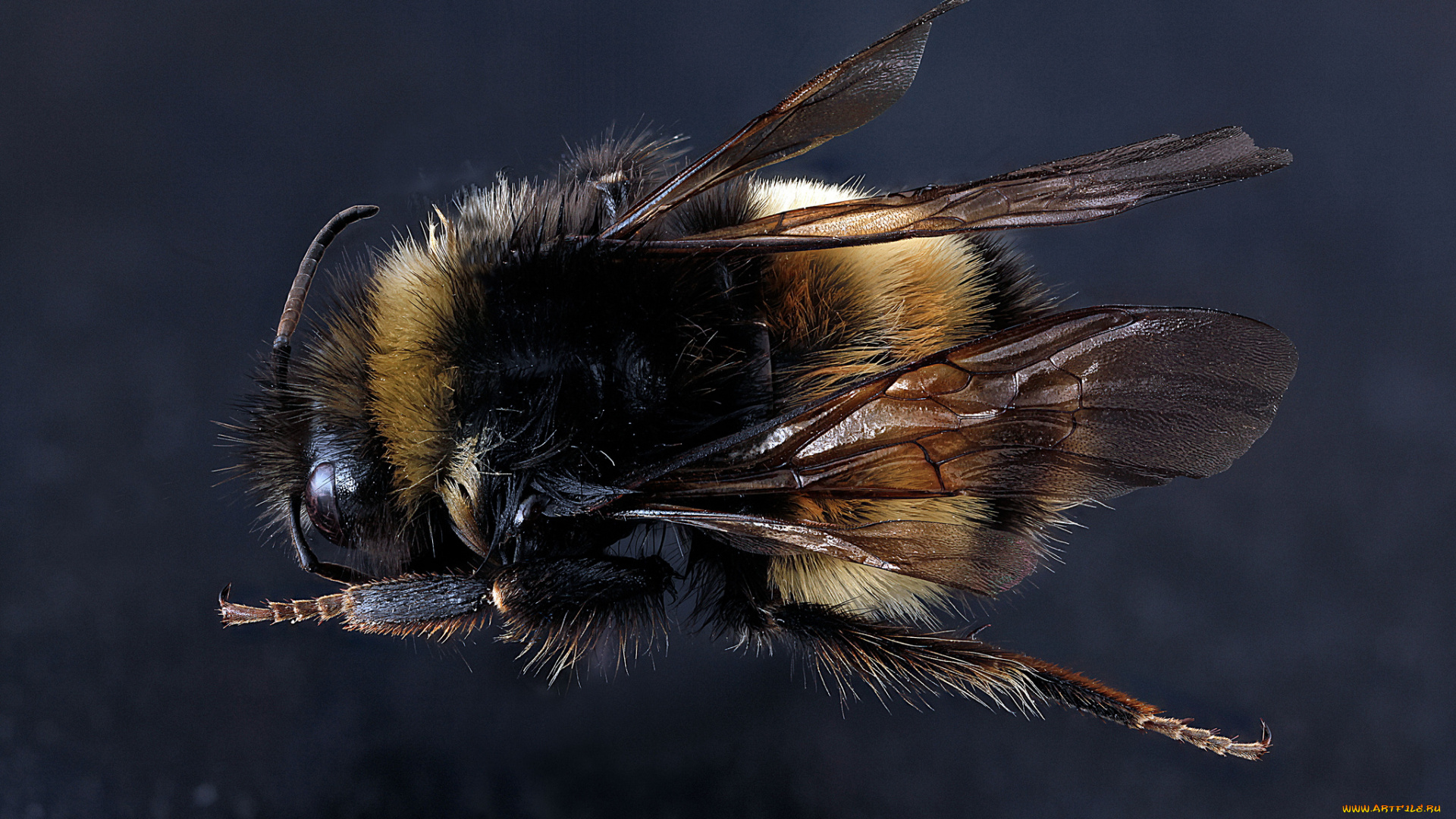 животные, пчелы, , осы, , шмели, макросъемка, насекомое