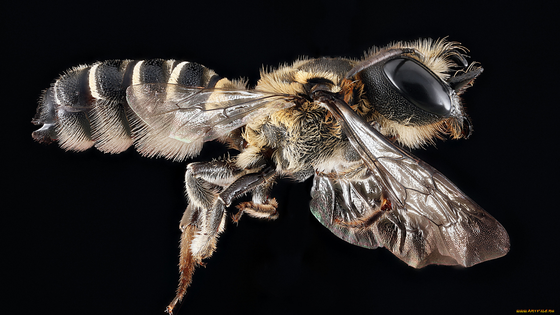 животные, пчелы, , осы, , шмели, макросъемка, насекомое