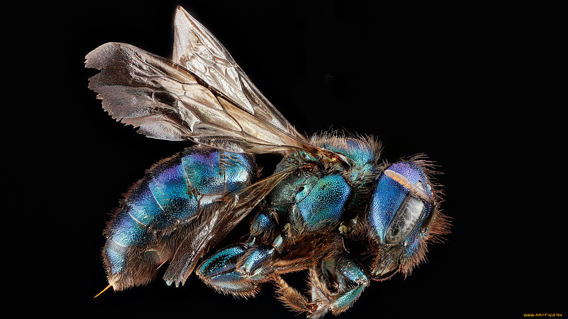 животные, пчелы, , осы, , шмели, макросъемка, насекомое